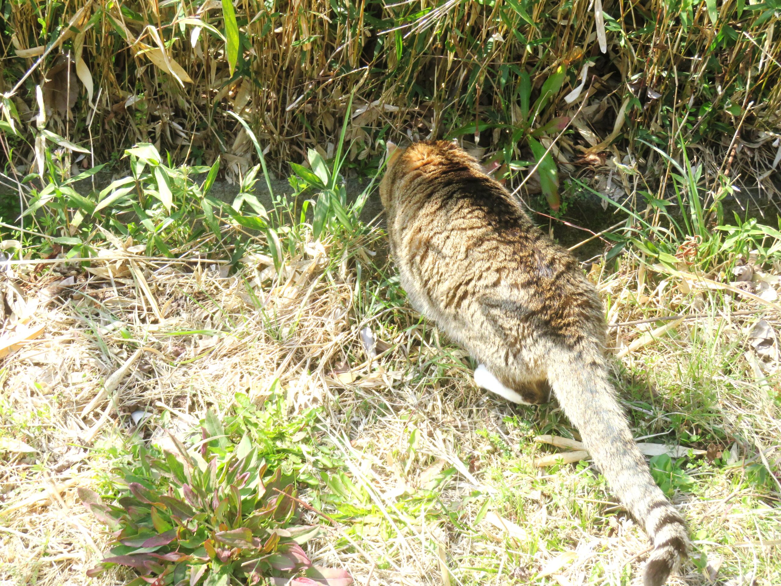ねこ、風太 巡回