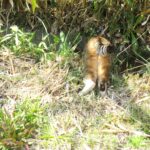 ねこ、風太　巡回