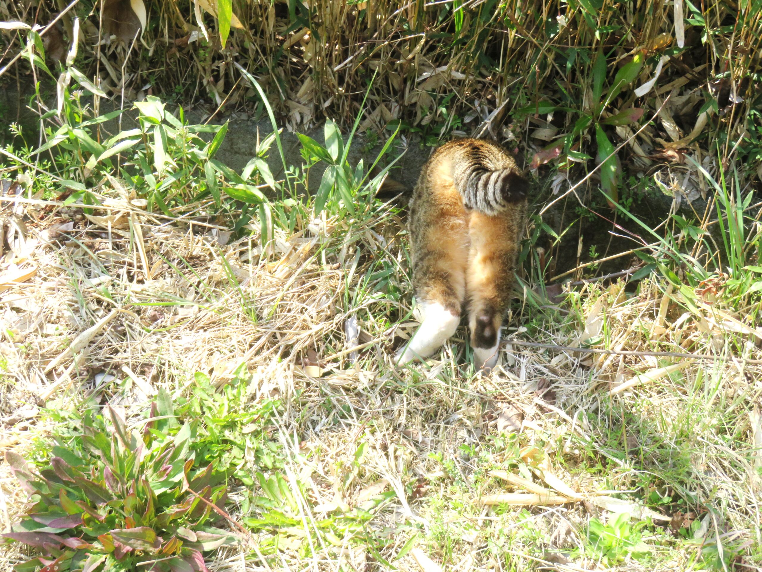 ねこ、風太 巡回