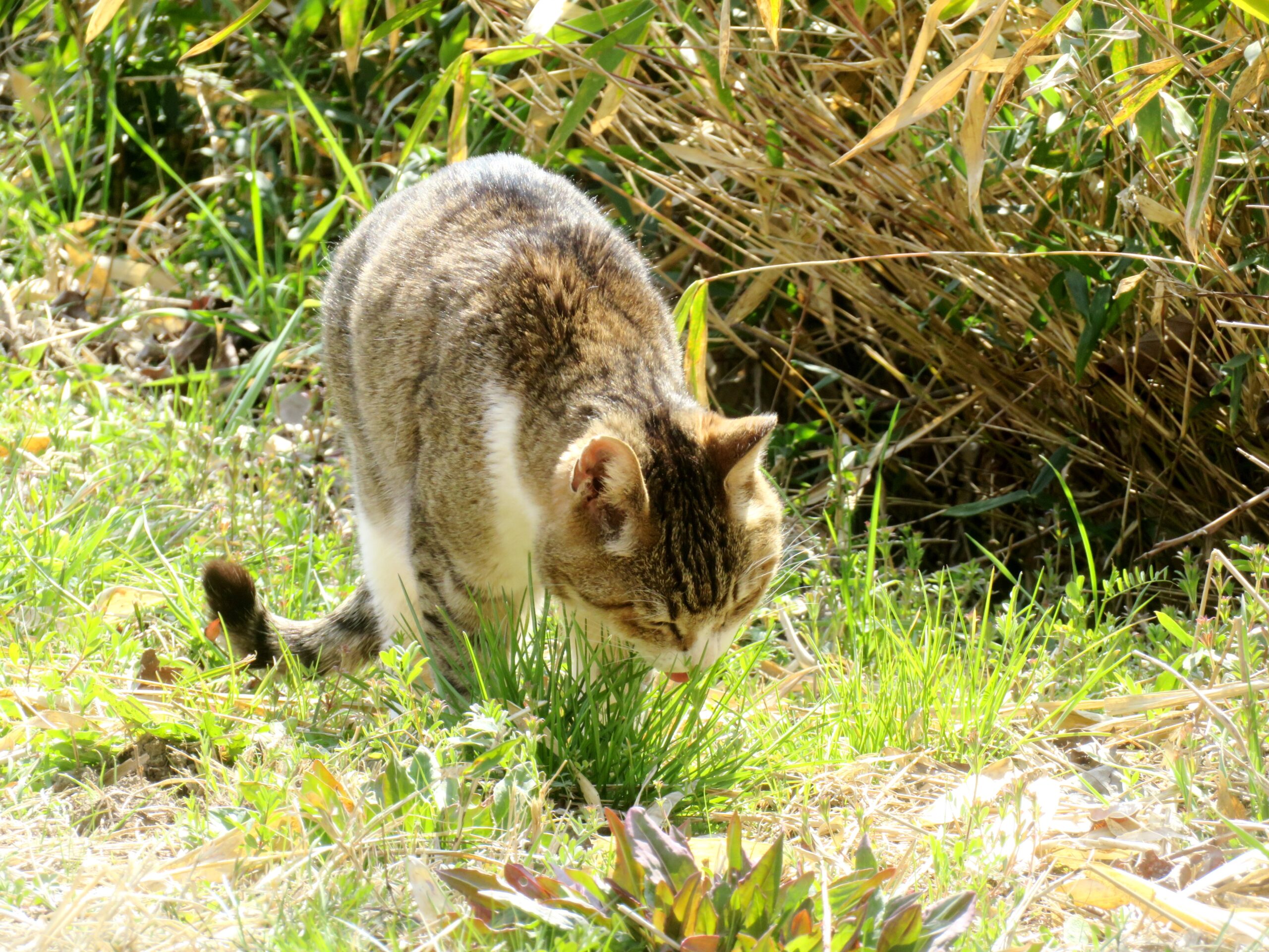 ねこ、風太 巡回