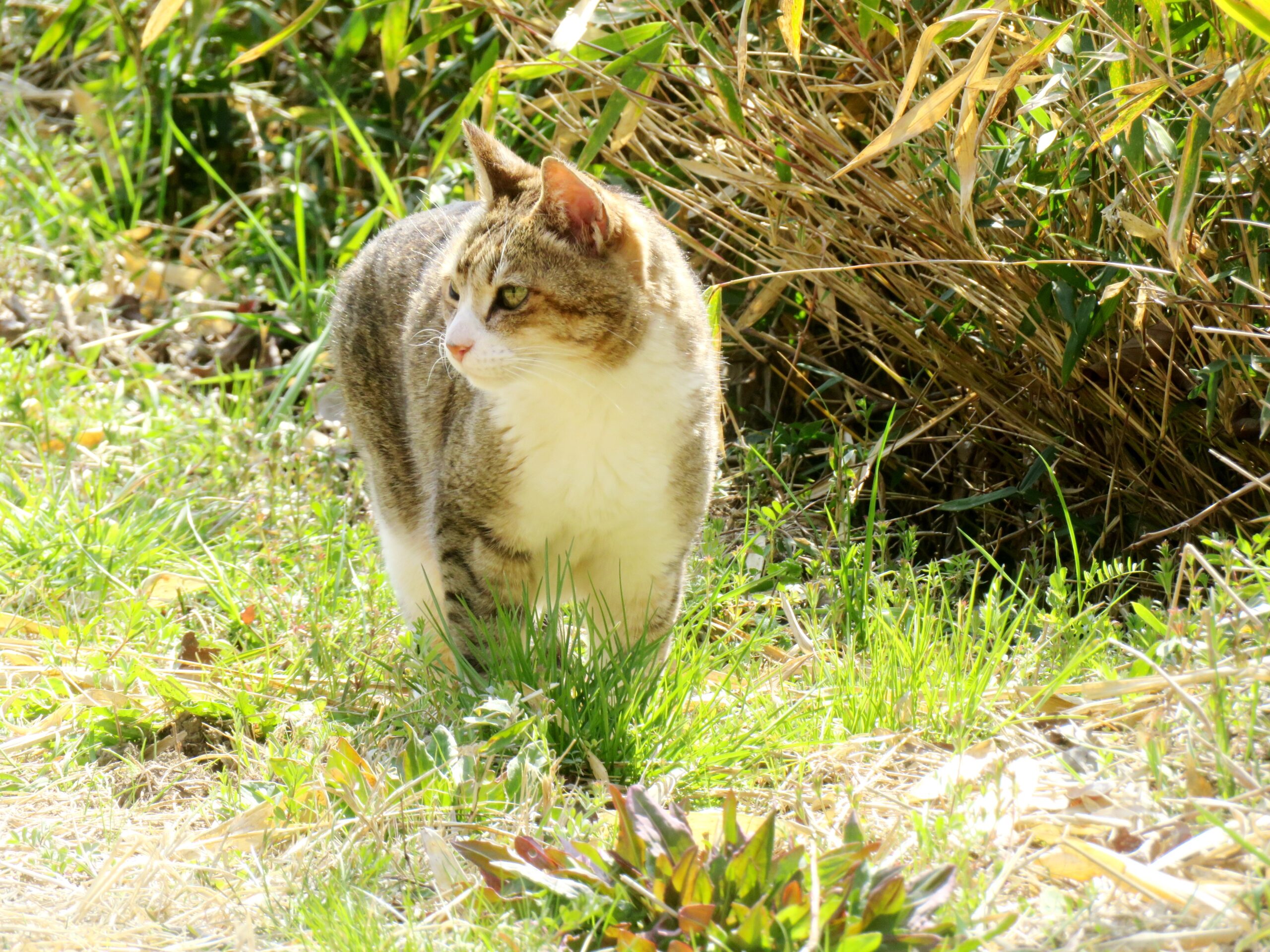 ねこ、風太 巡回