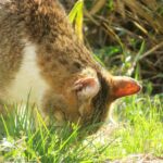 ねこ、風太　巡回