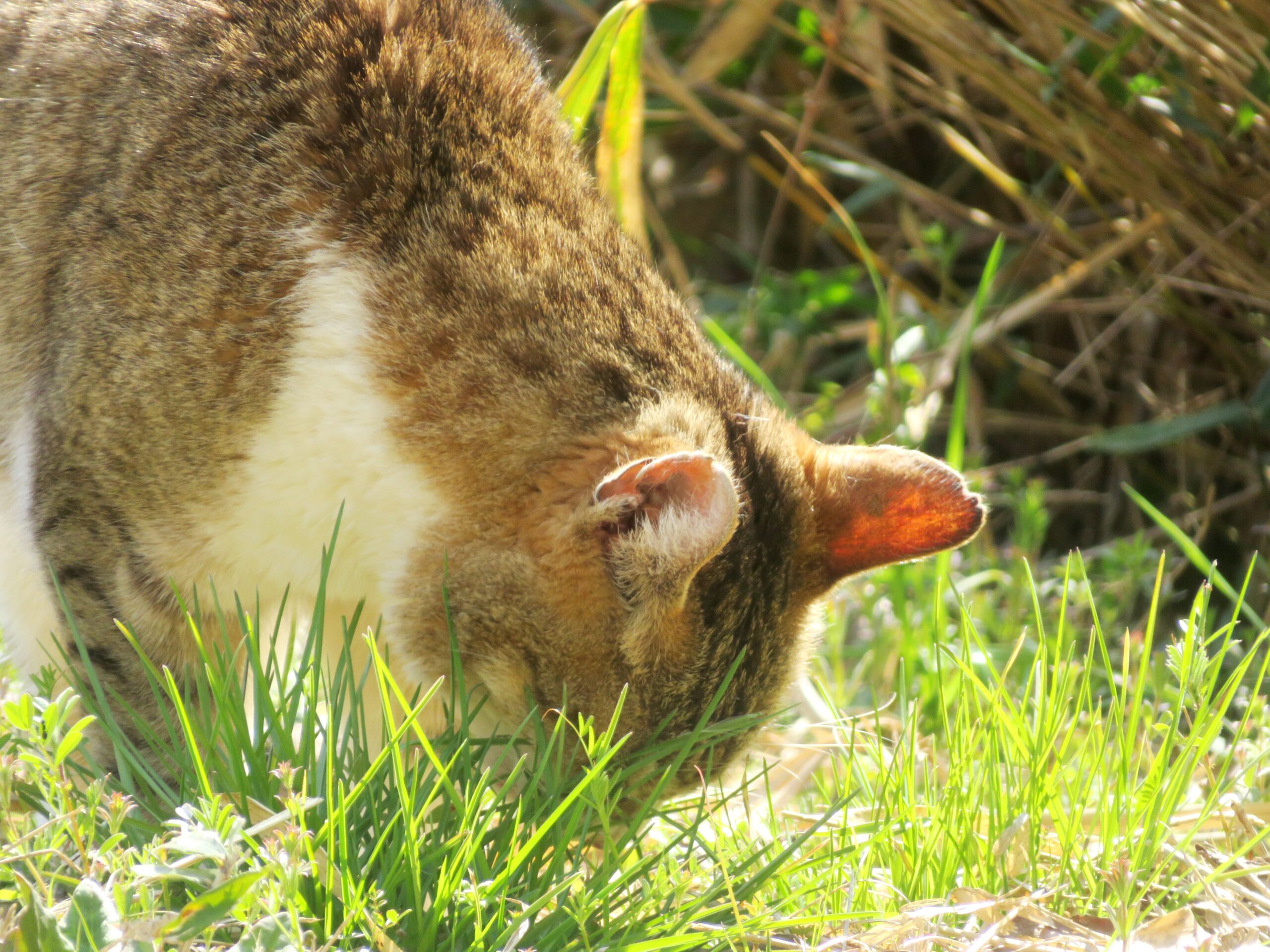 ねこ、風太 巡回