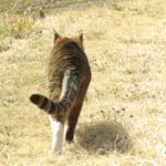 ねこ、風太　巡回