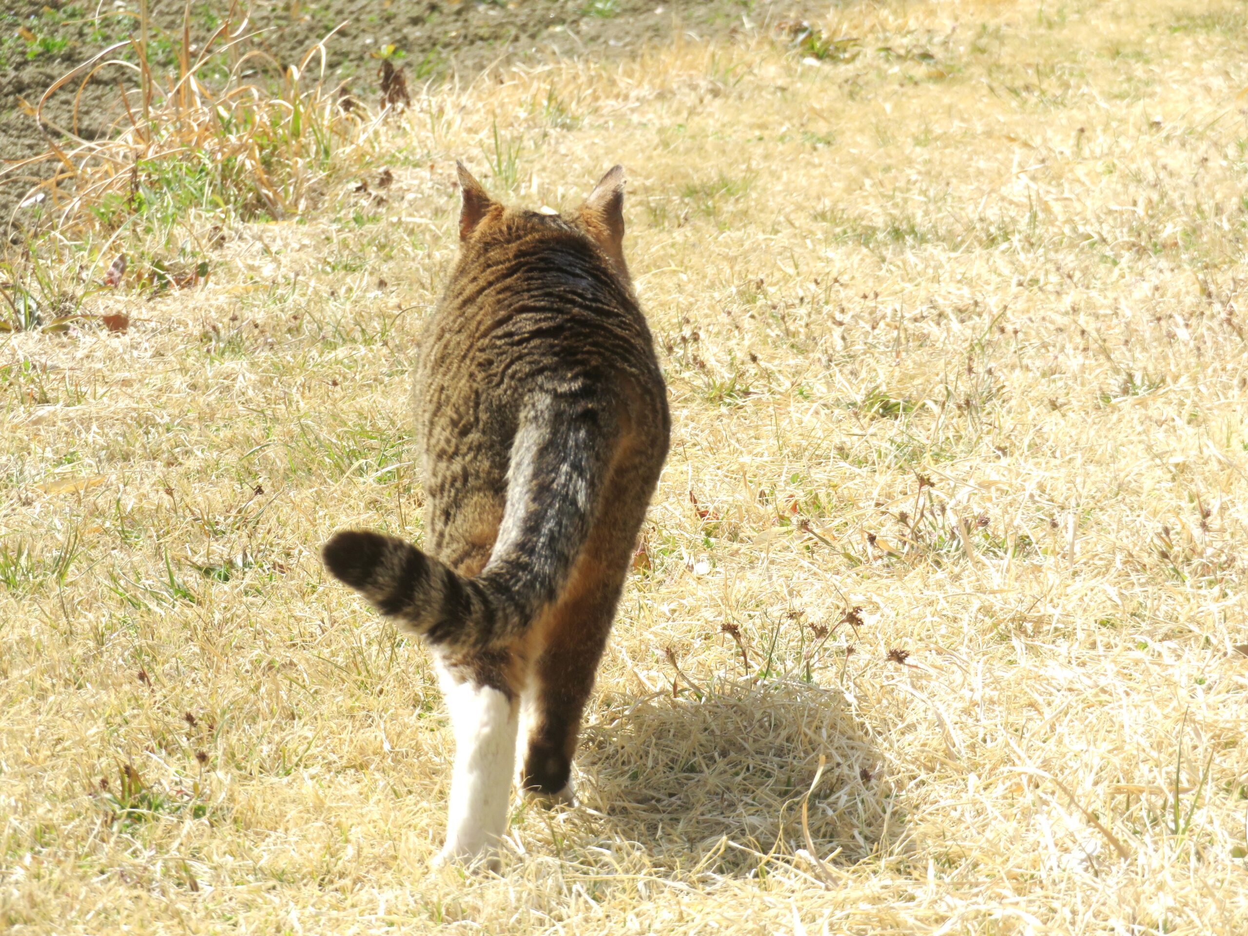 ねこ、風太 巡回