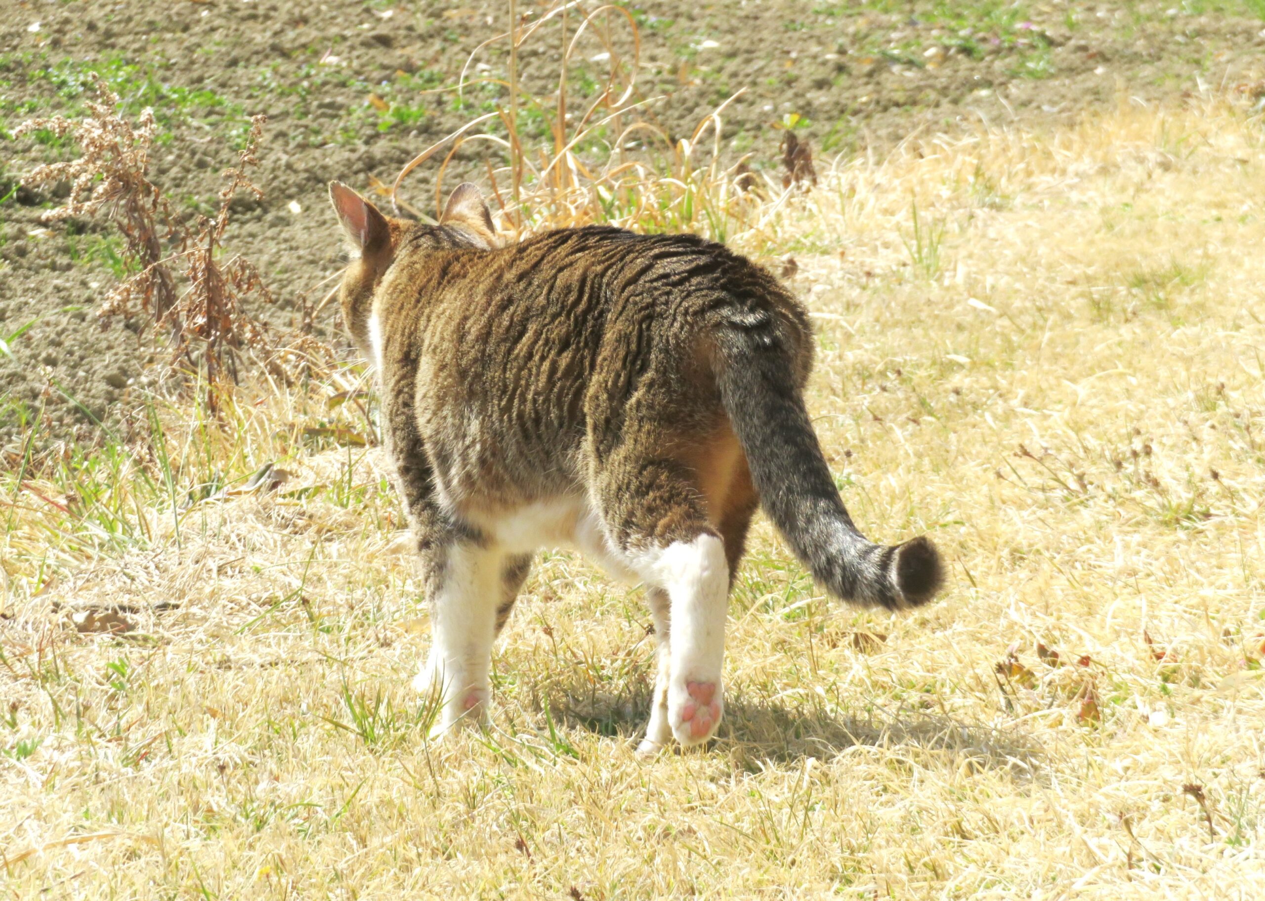 ねこ、風太 巡回