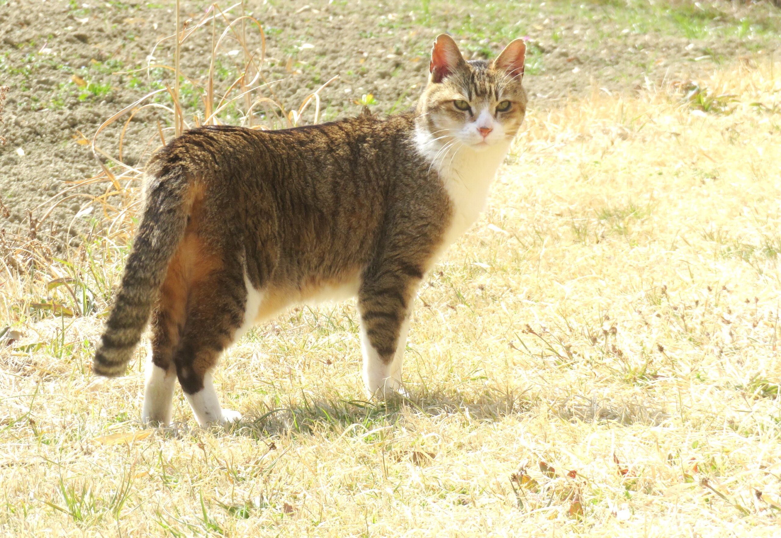 ねこ、風太 巡回