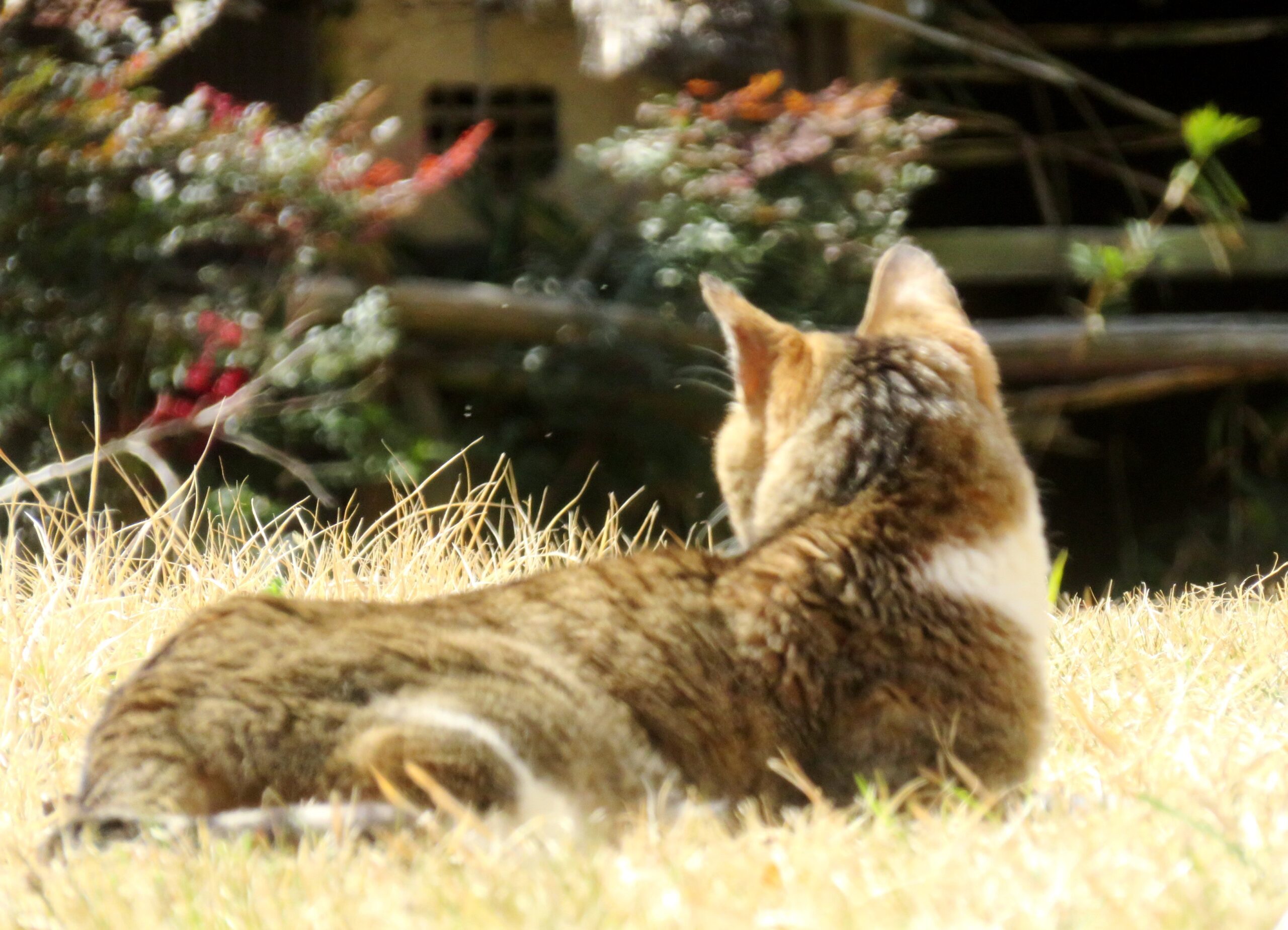 ねこ、風太　巡回