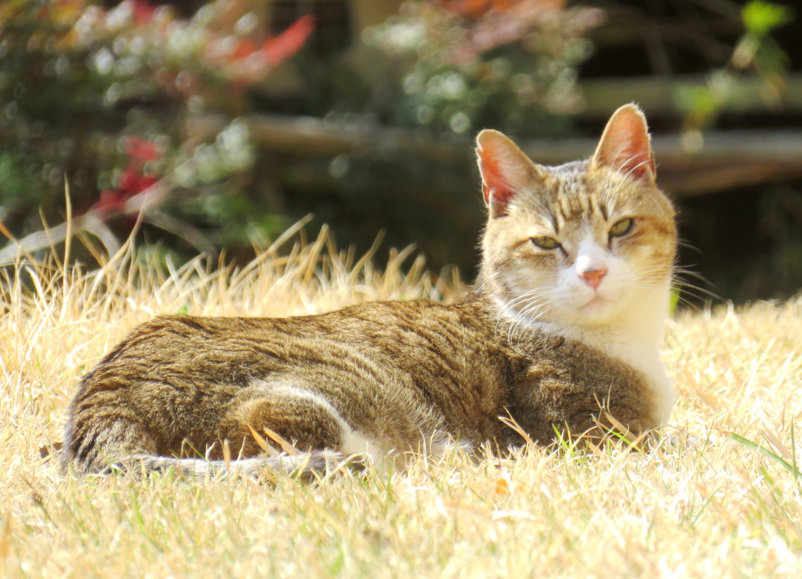 ねこ、風太　巡回