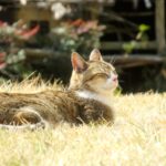 ねこ、風太　巡回