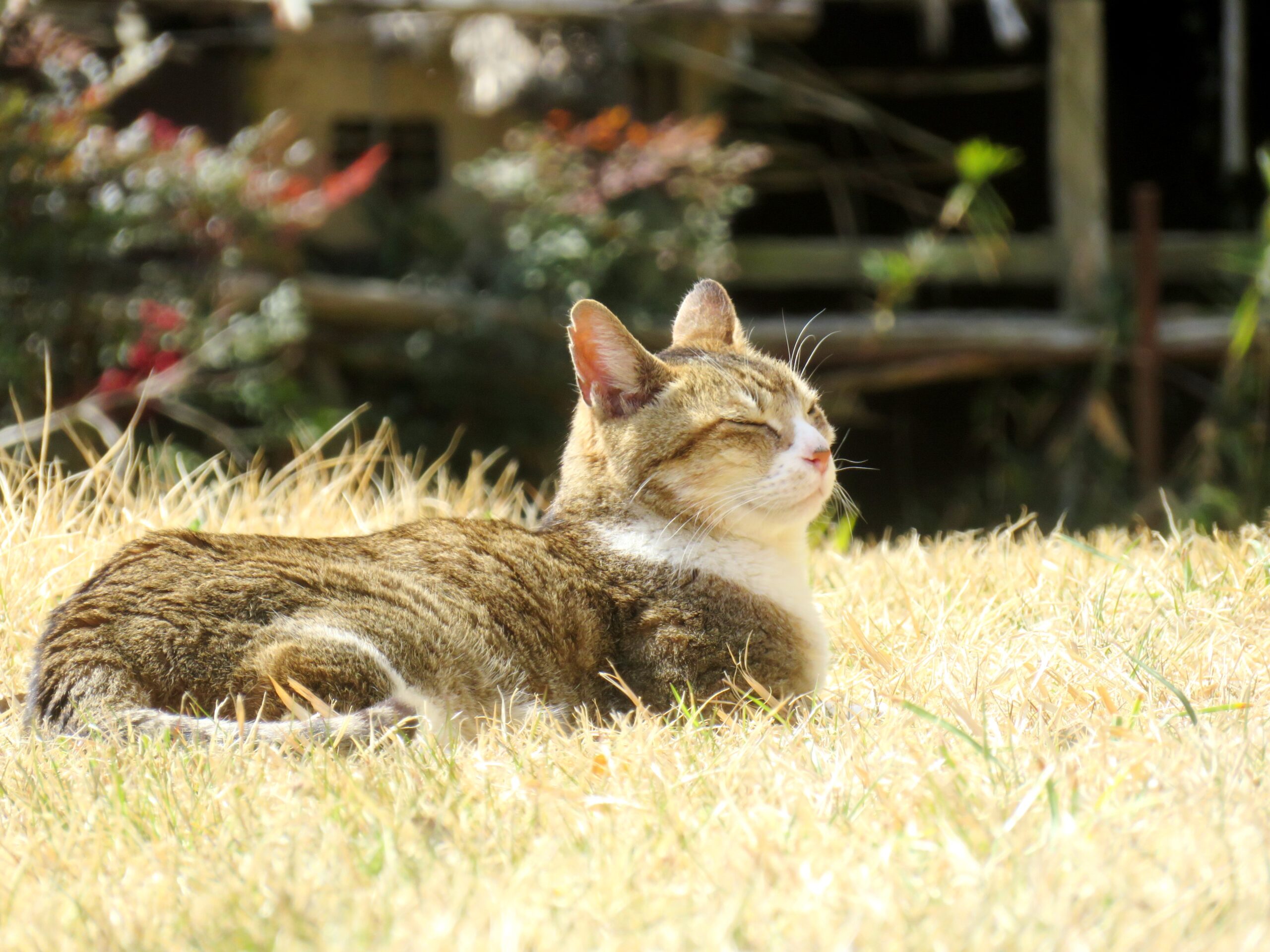 ねこ、風太　巡回