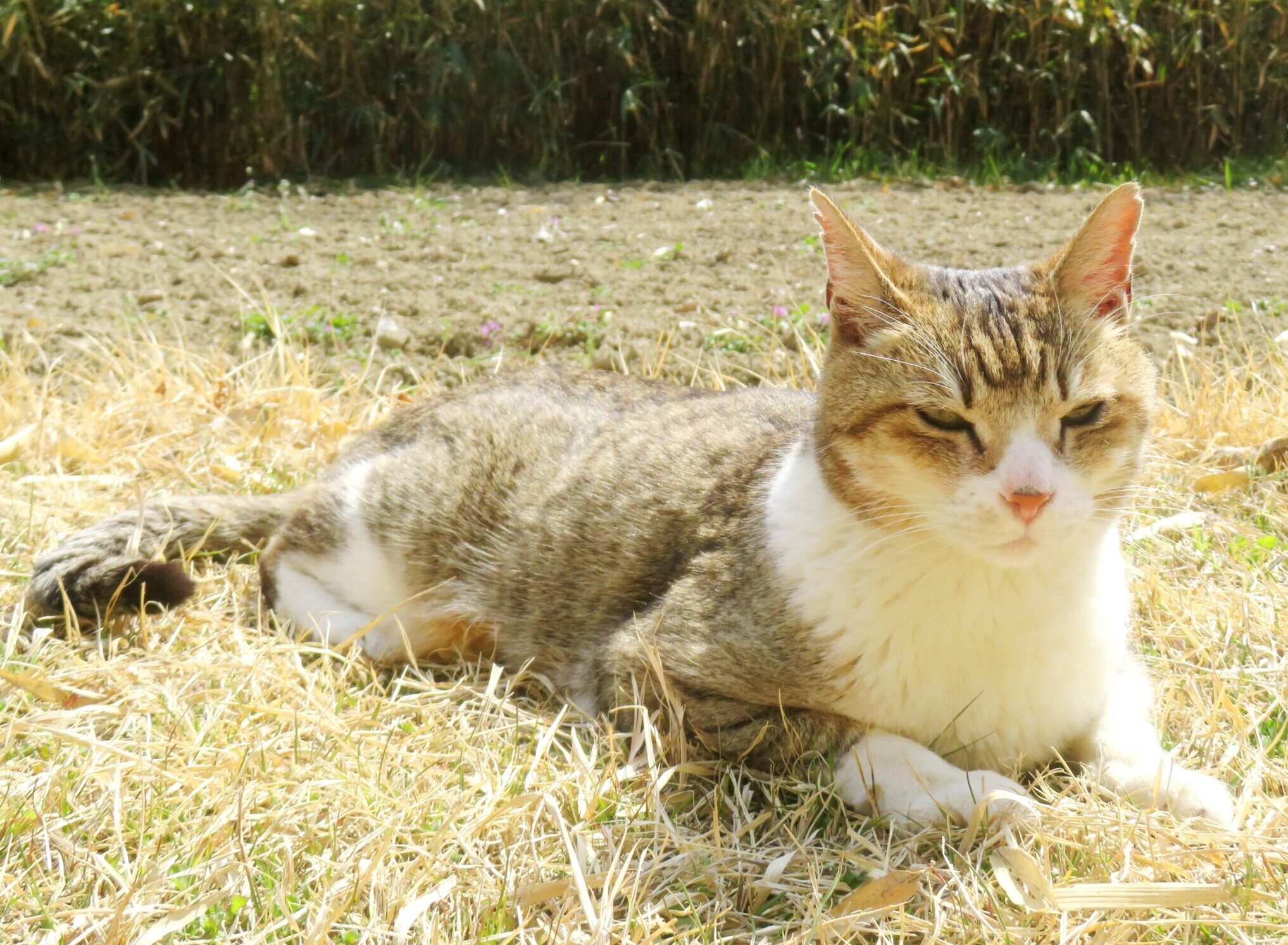 ねこ、風太 巡回
