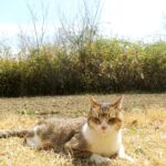 ねこ、風太　巡回