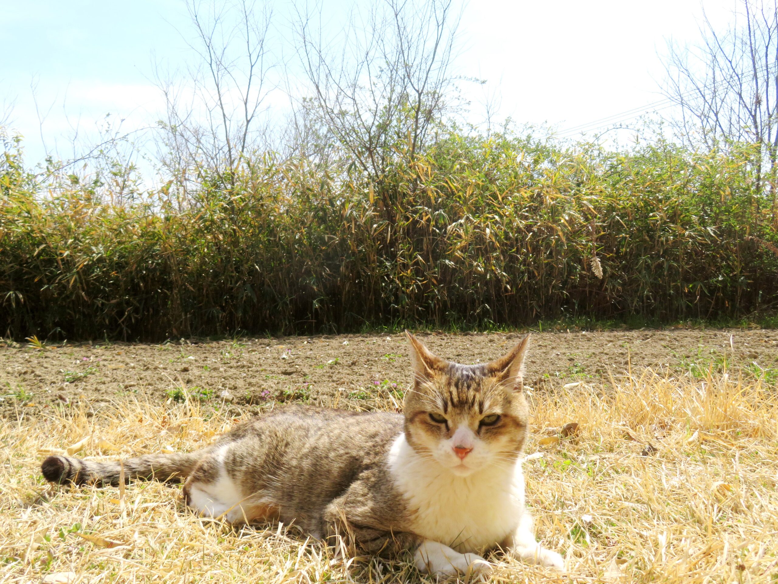 ねこ、風太 巡回