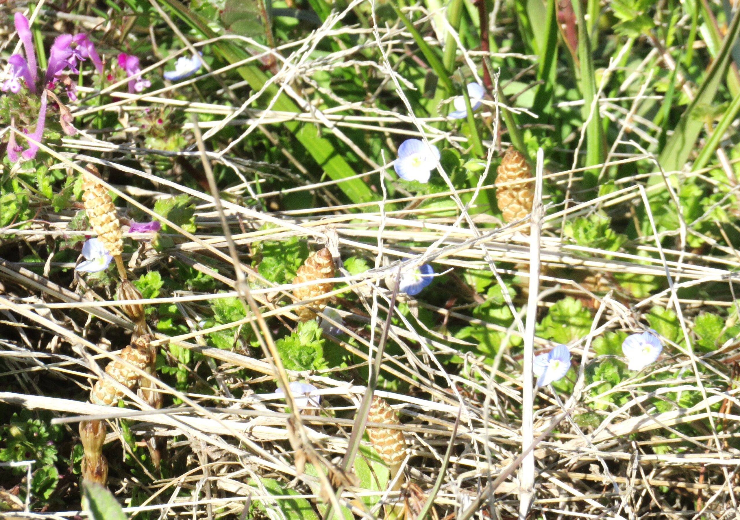 つくし（土筆）