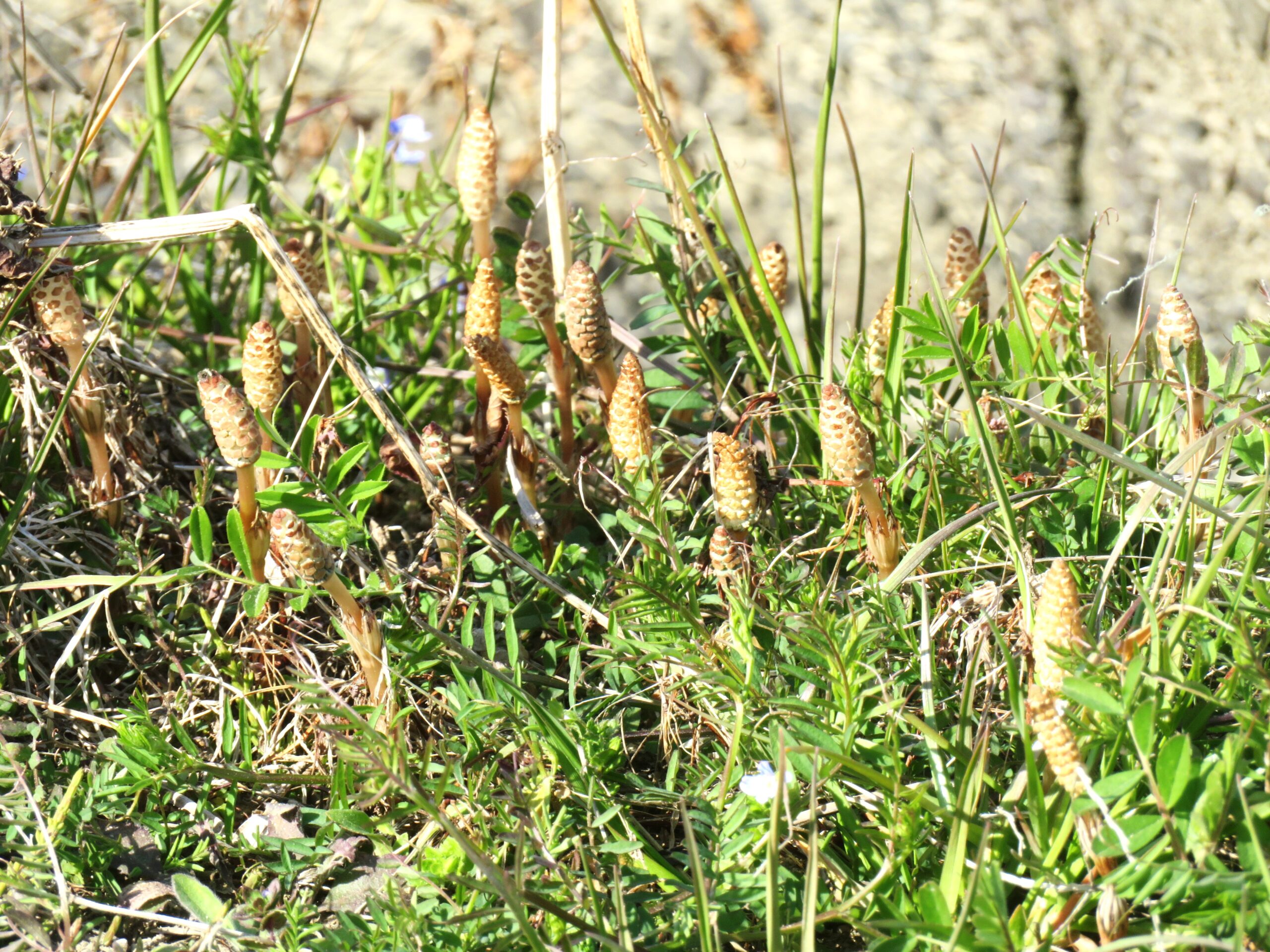 つくし（土筆）