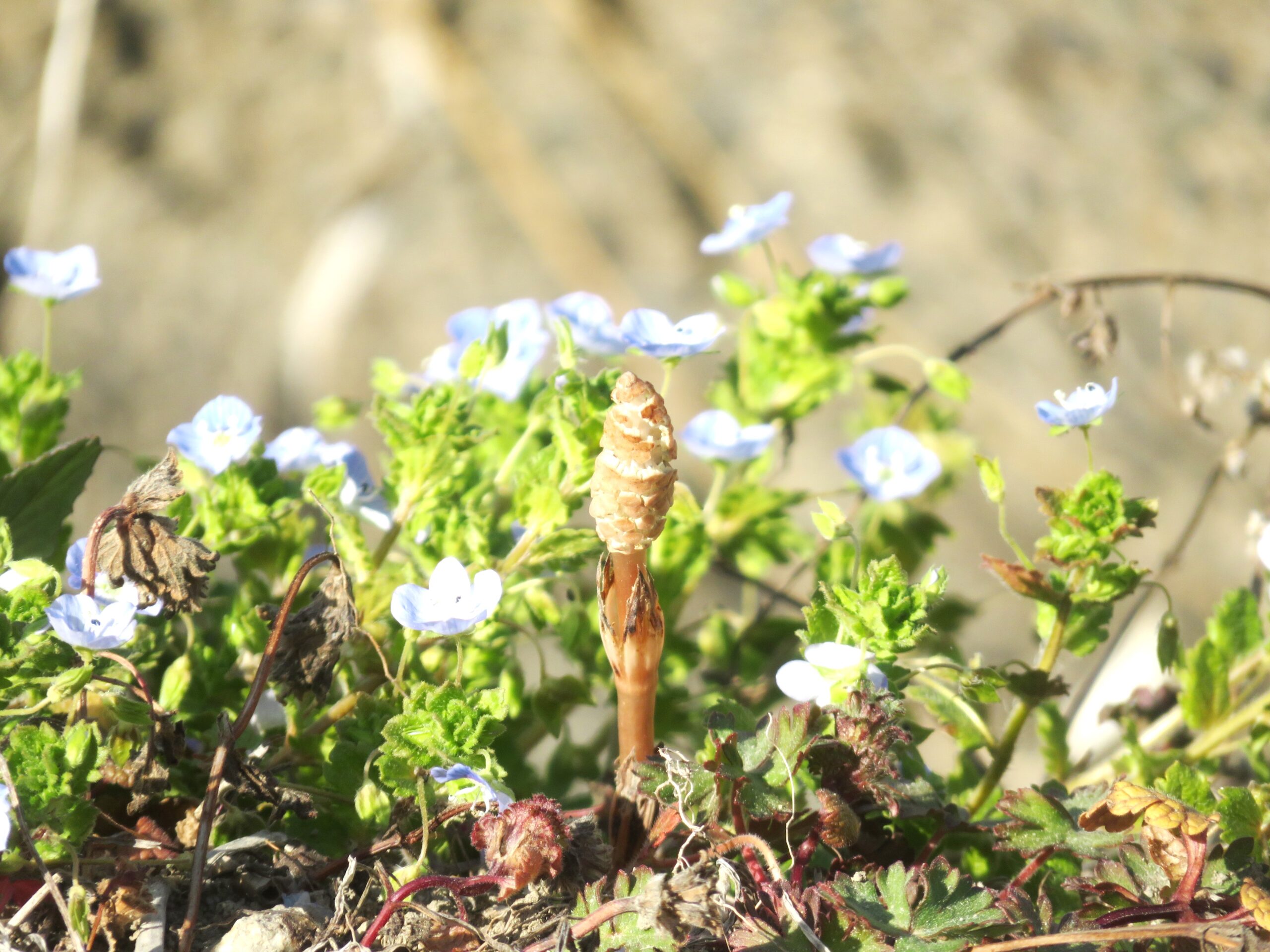 つくし（土筆）