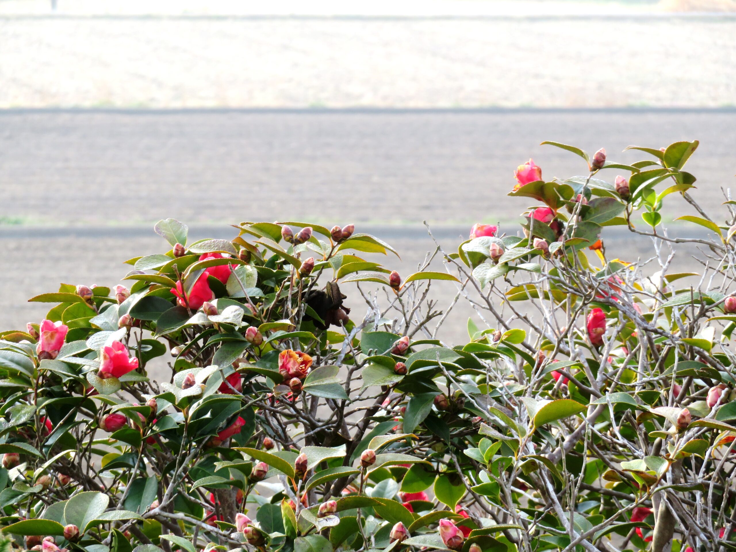 春分の日の夜明け