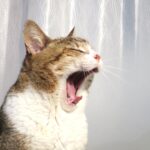 ねこ、風太　巡回