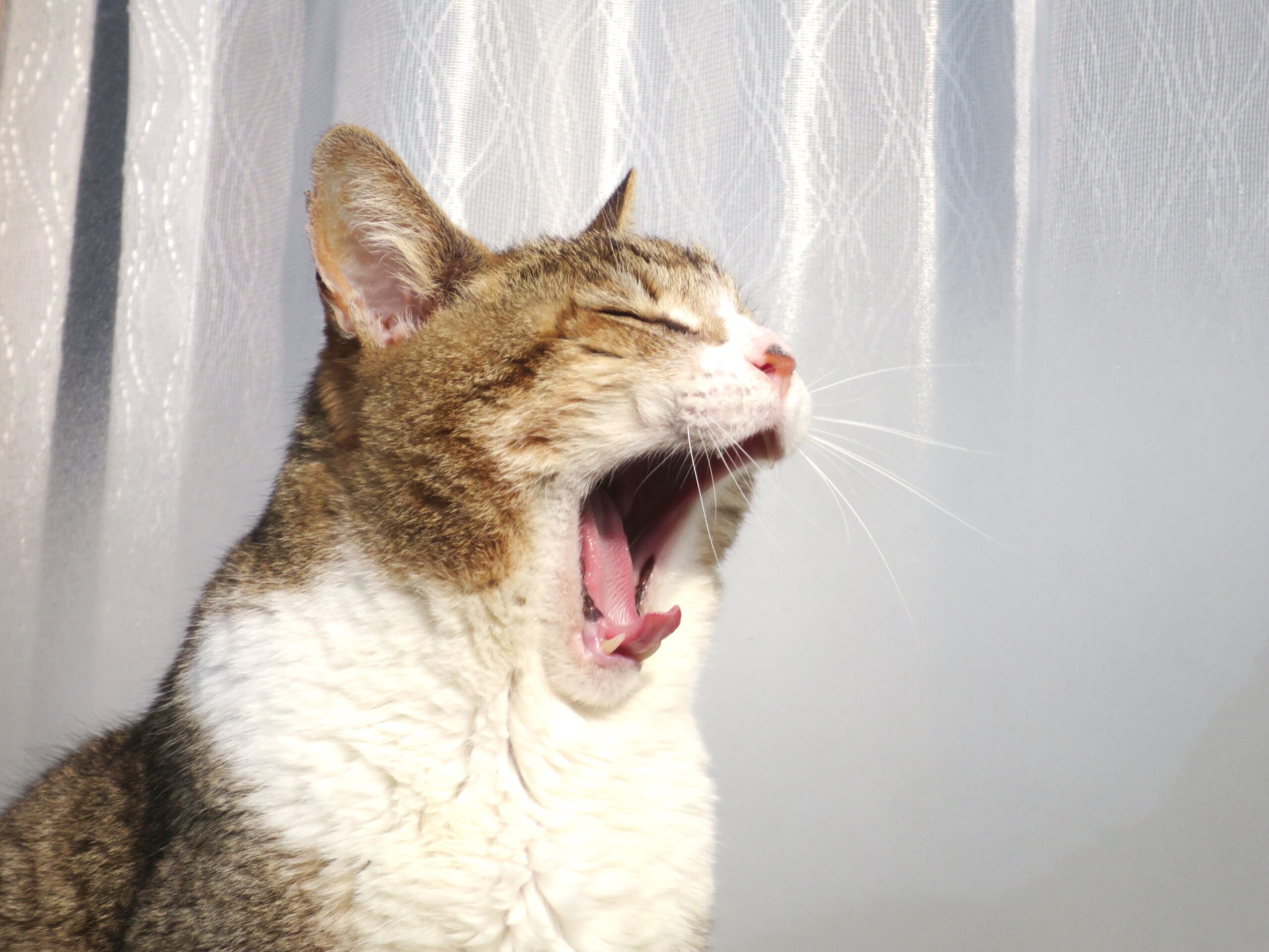 ねこ、風太 巡回