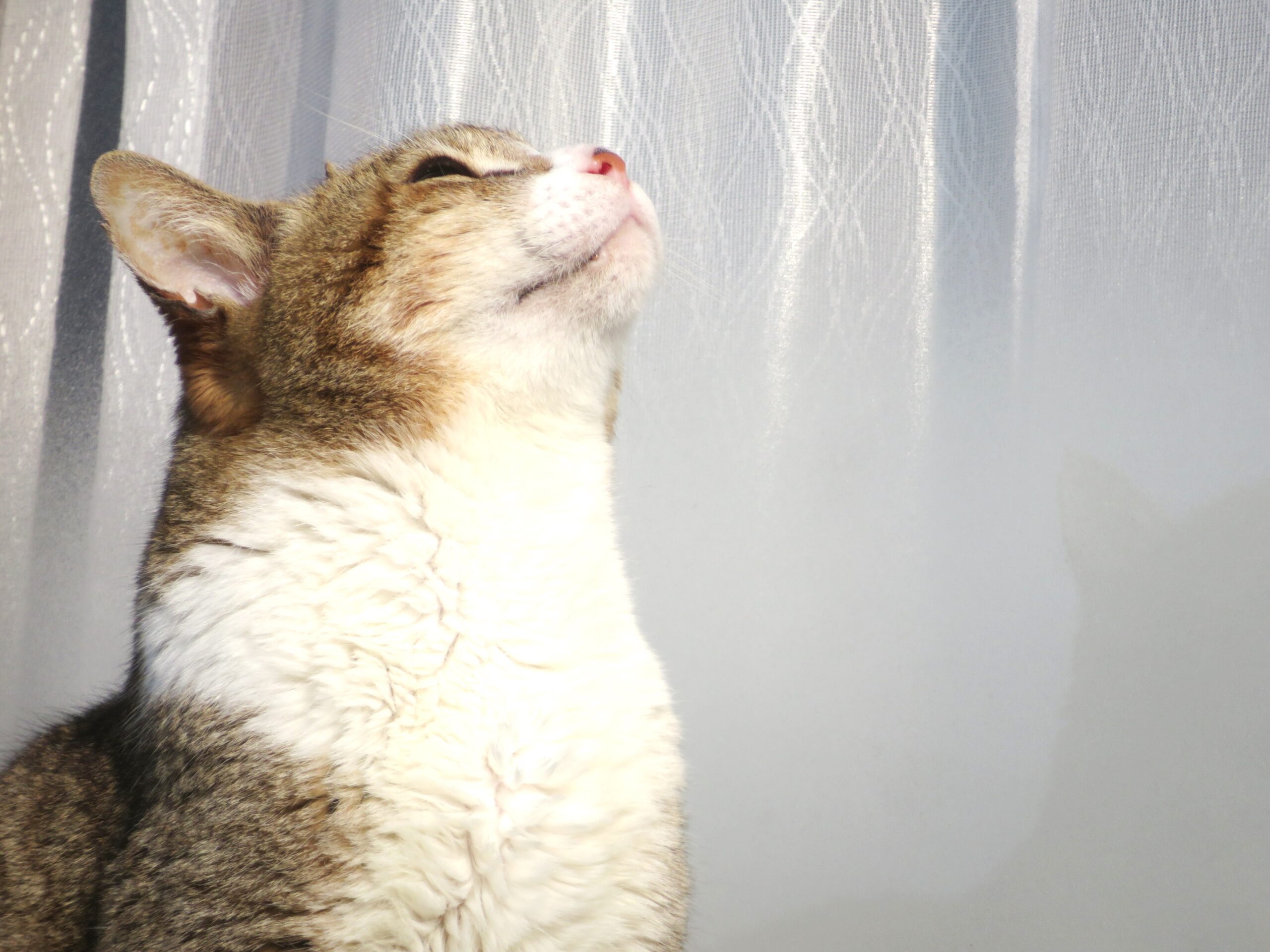 ねこ、風太 巡回