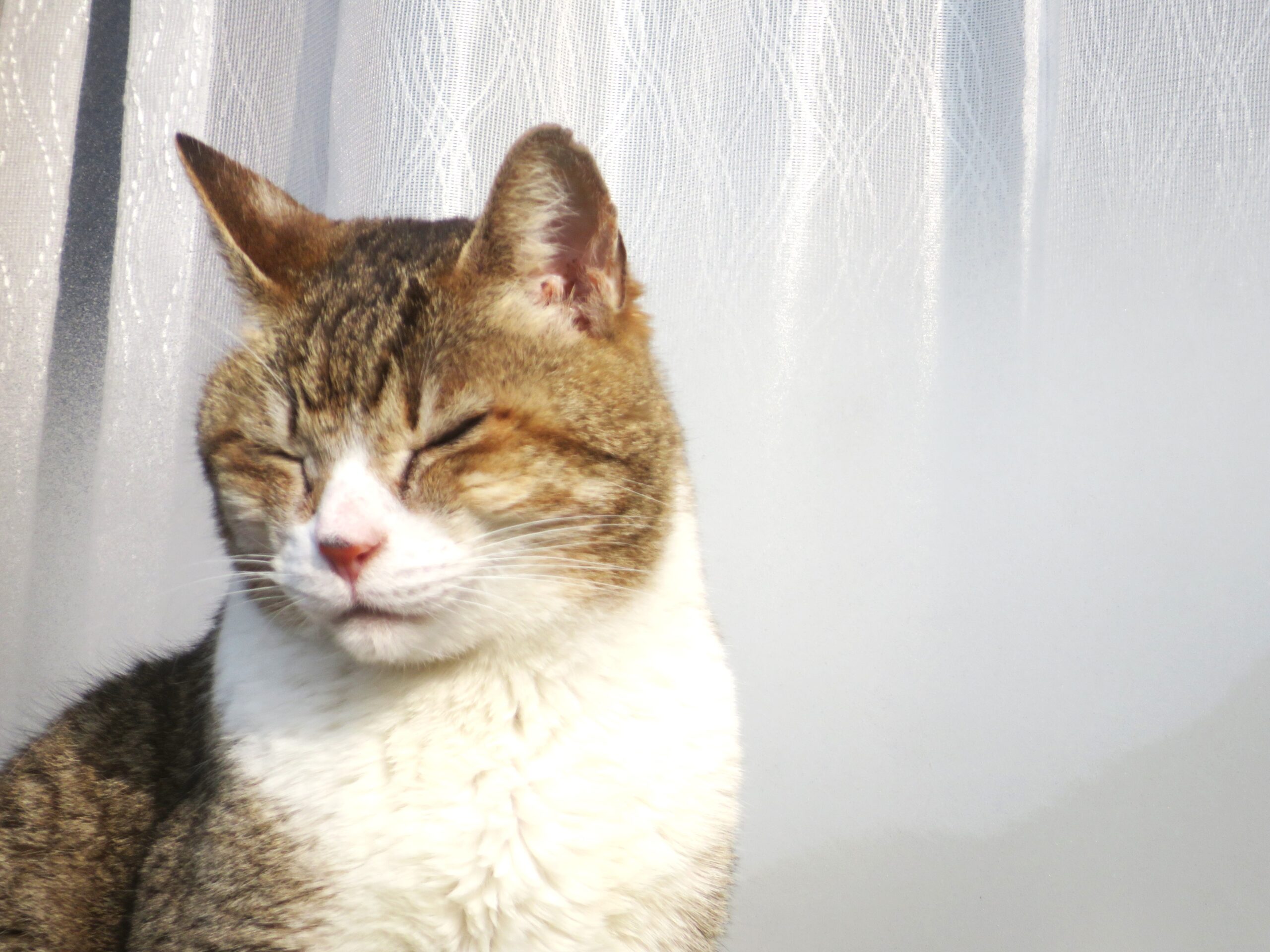 ねこ、風太 巡回