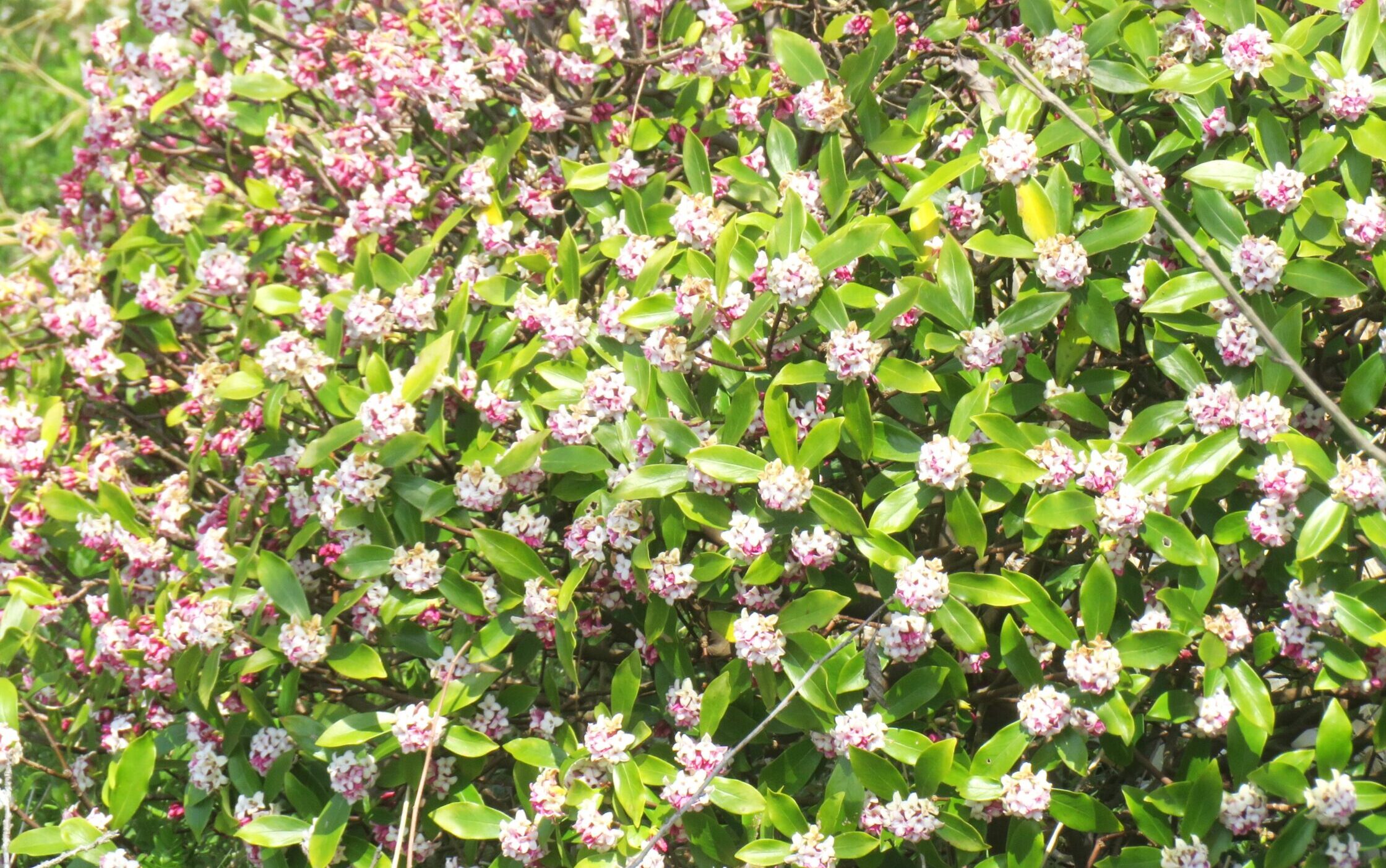 ジンチョウゲ(沈丁花)