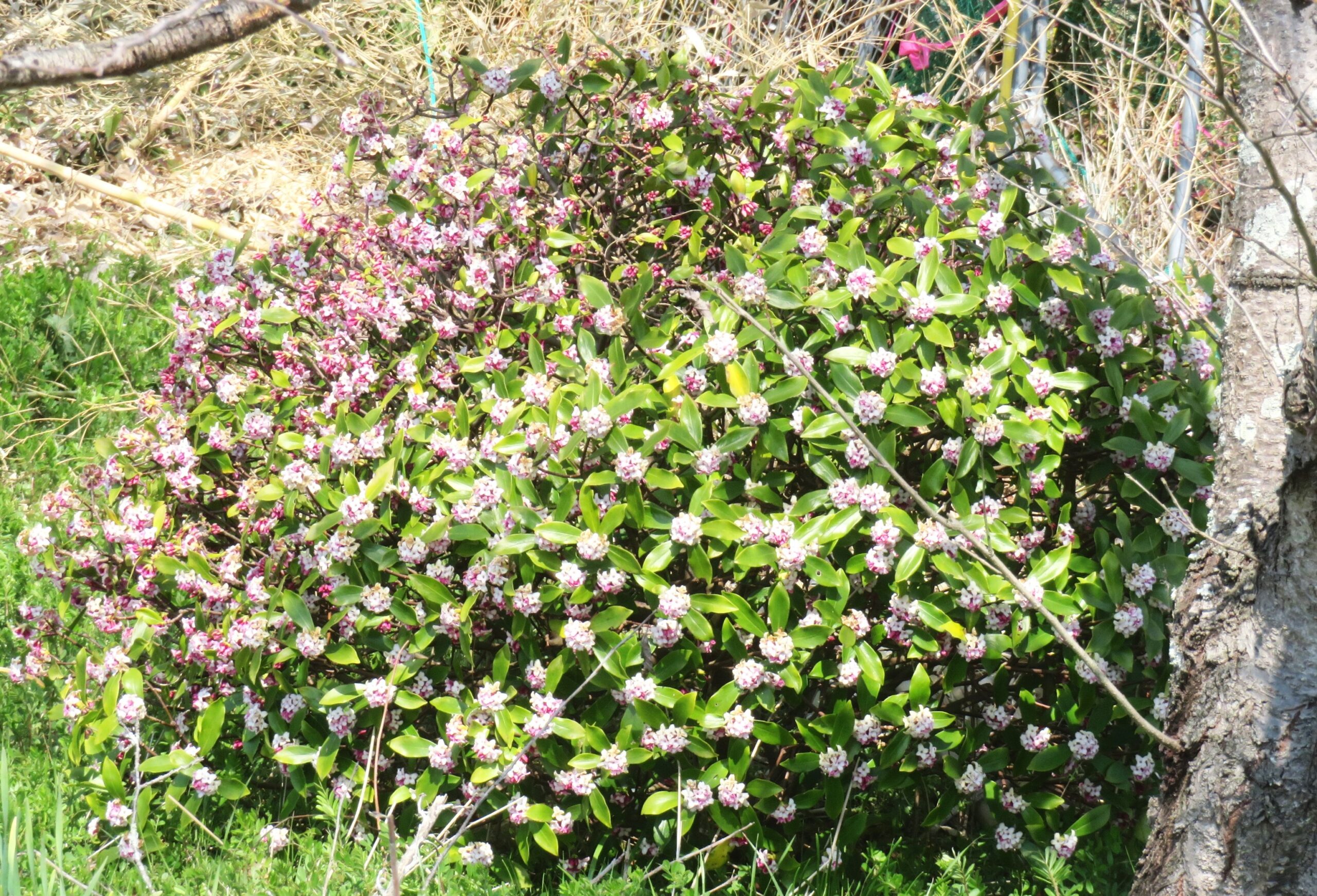 ジンチョウゲ(沈丁花)