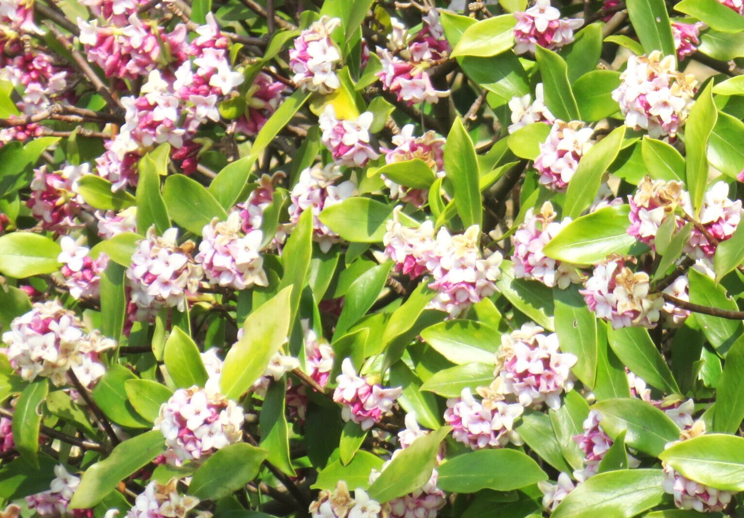 ジンチョウゲ(沈丁花)