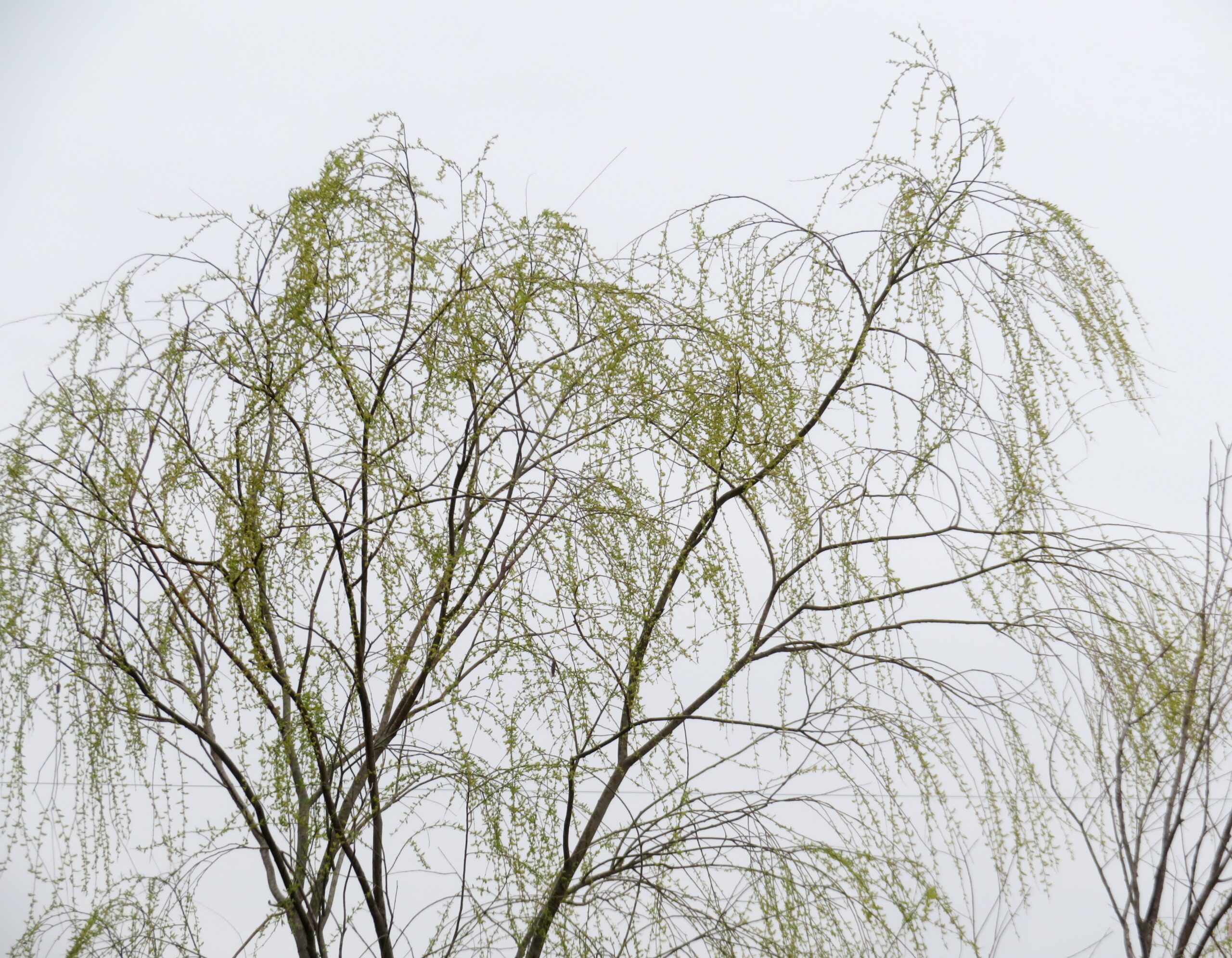 柳の芽吹き