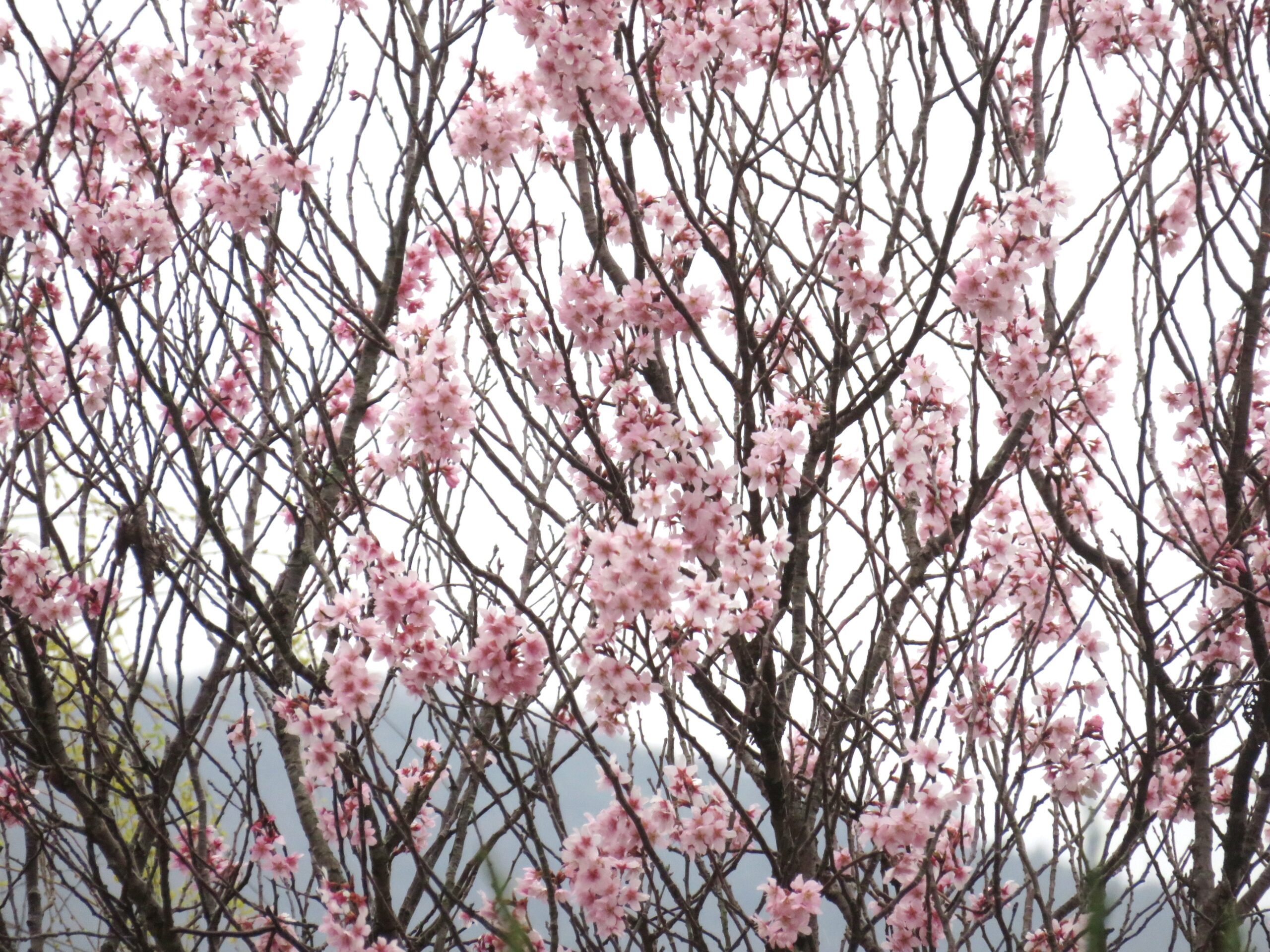 桜