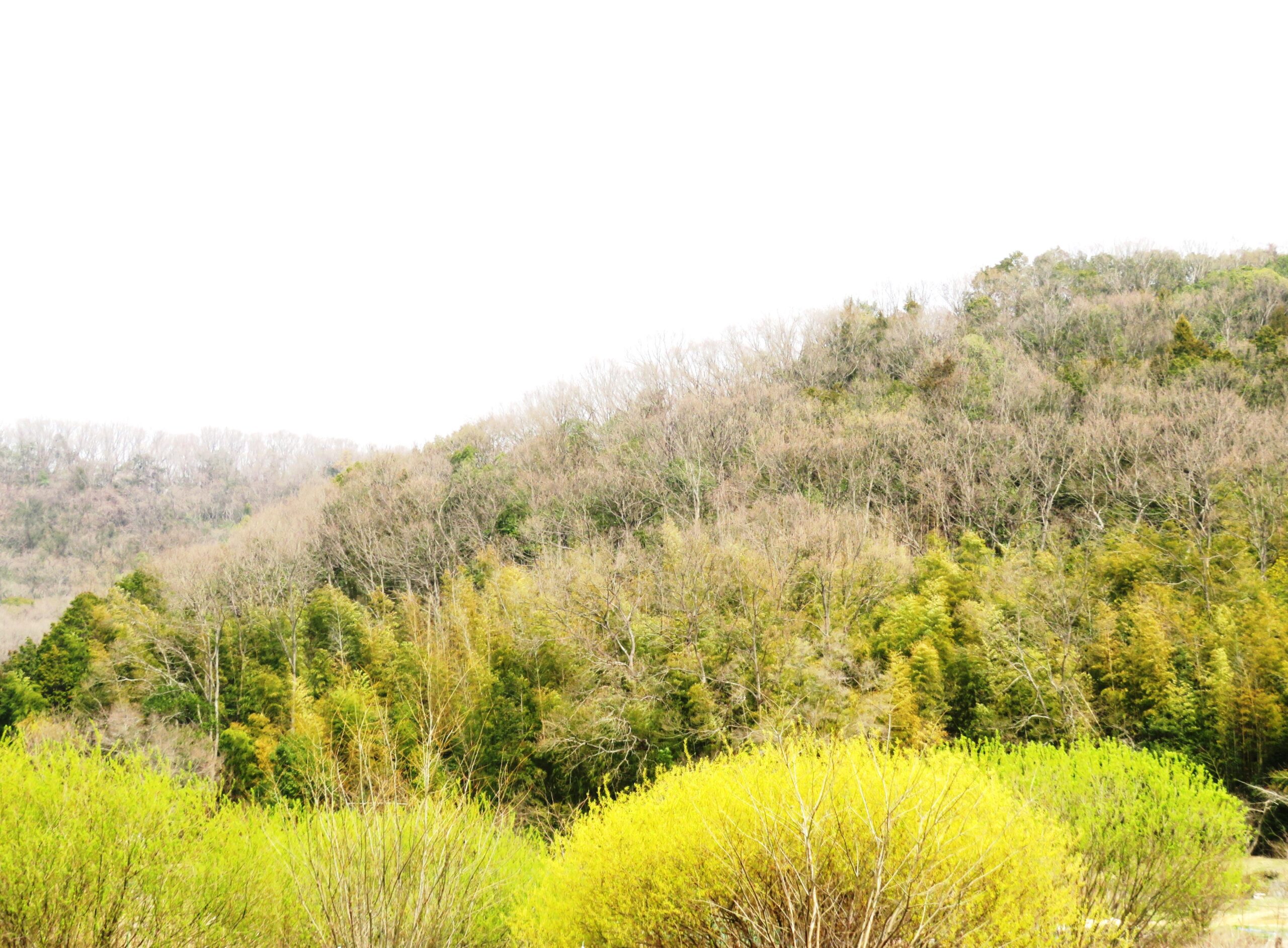 タチヤナギ(立柳)