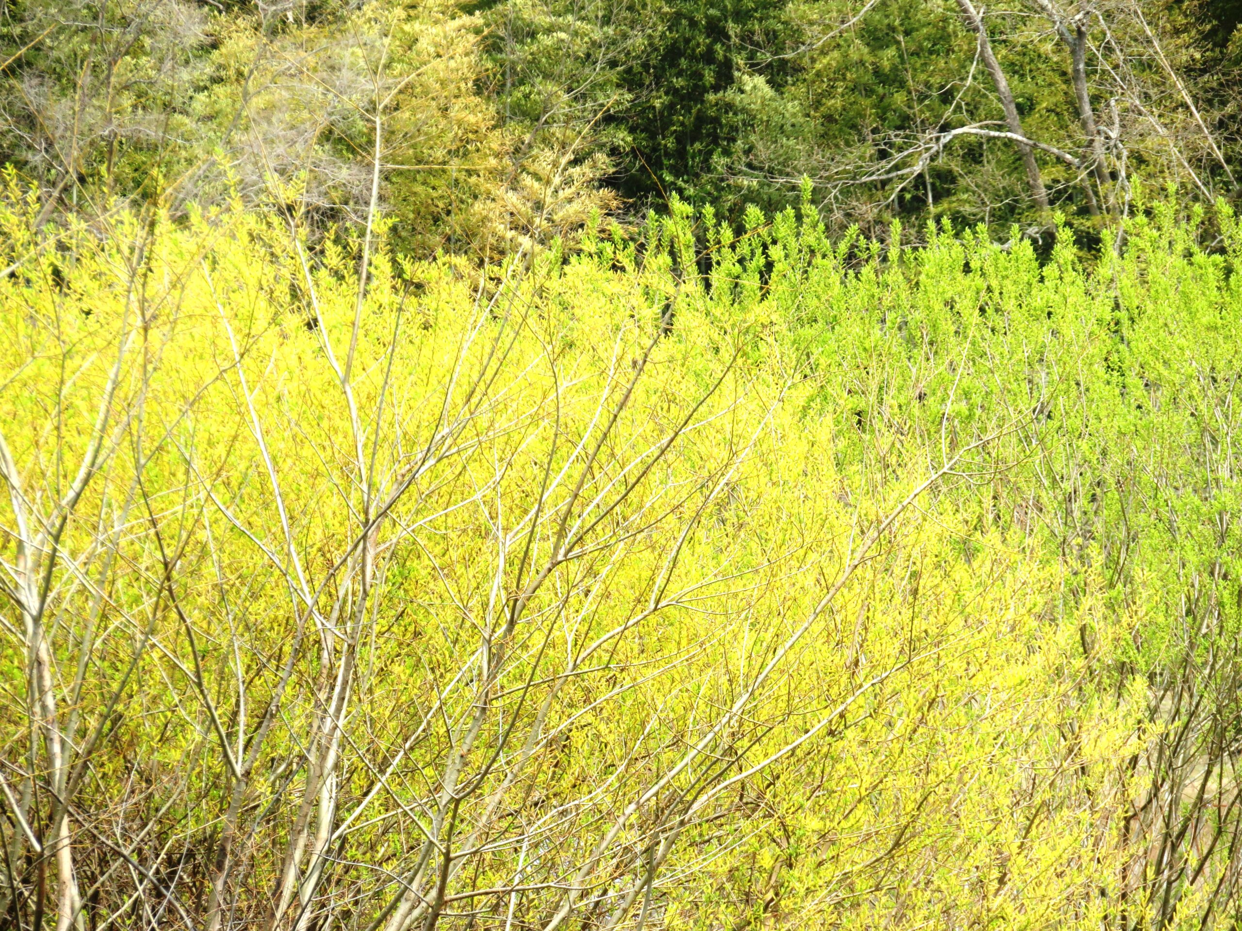 タチヤナギ(立柳)