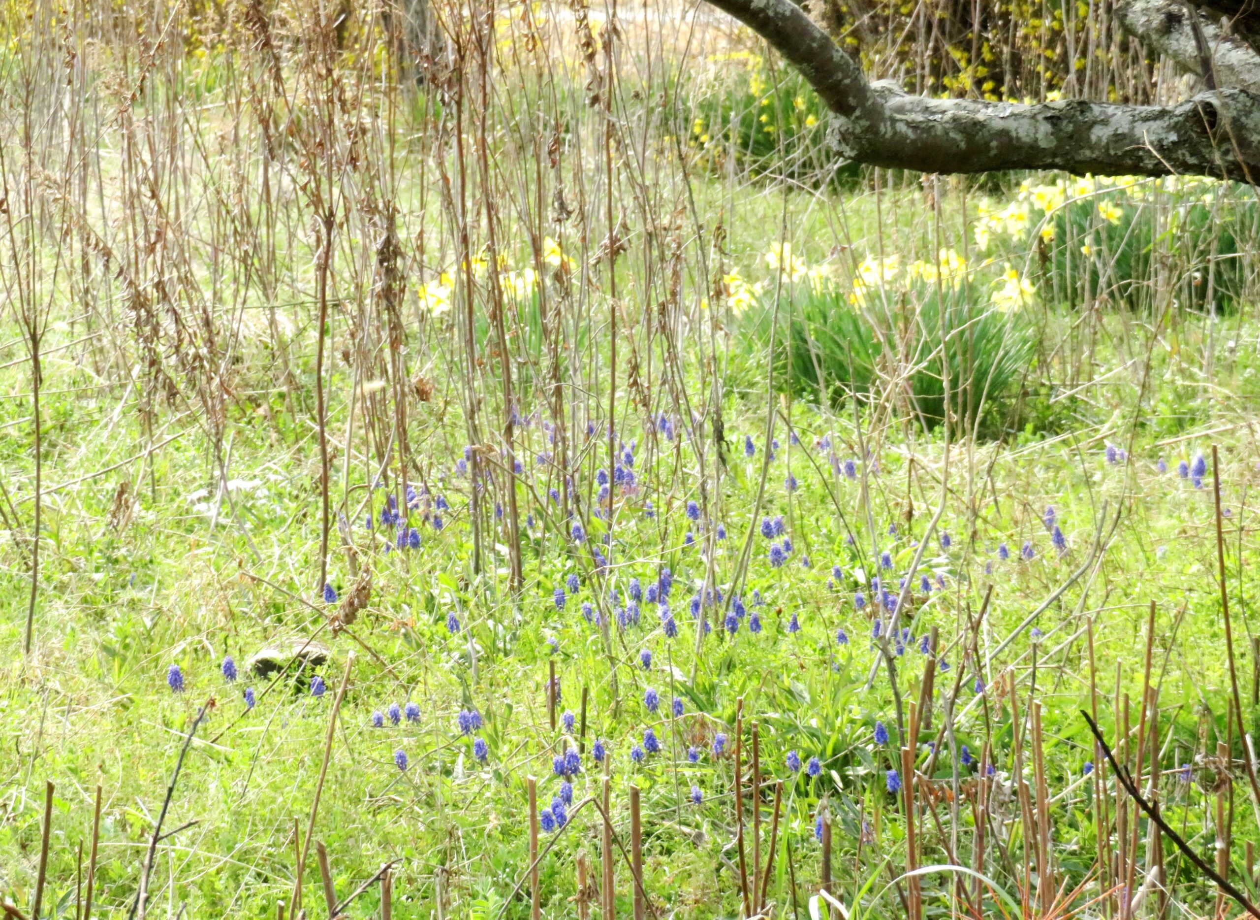3月の終わりの田舎