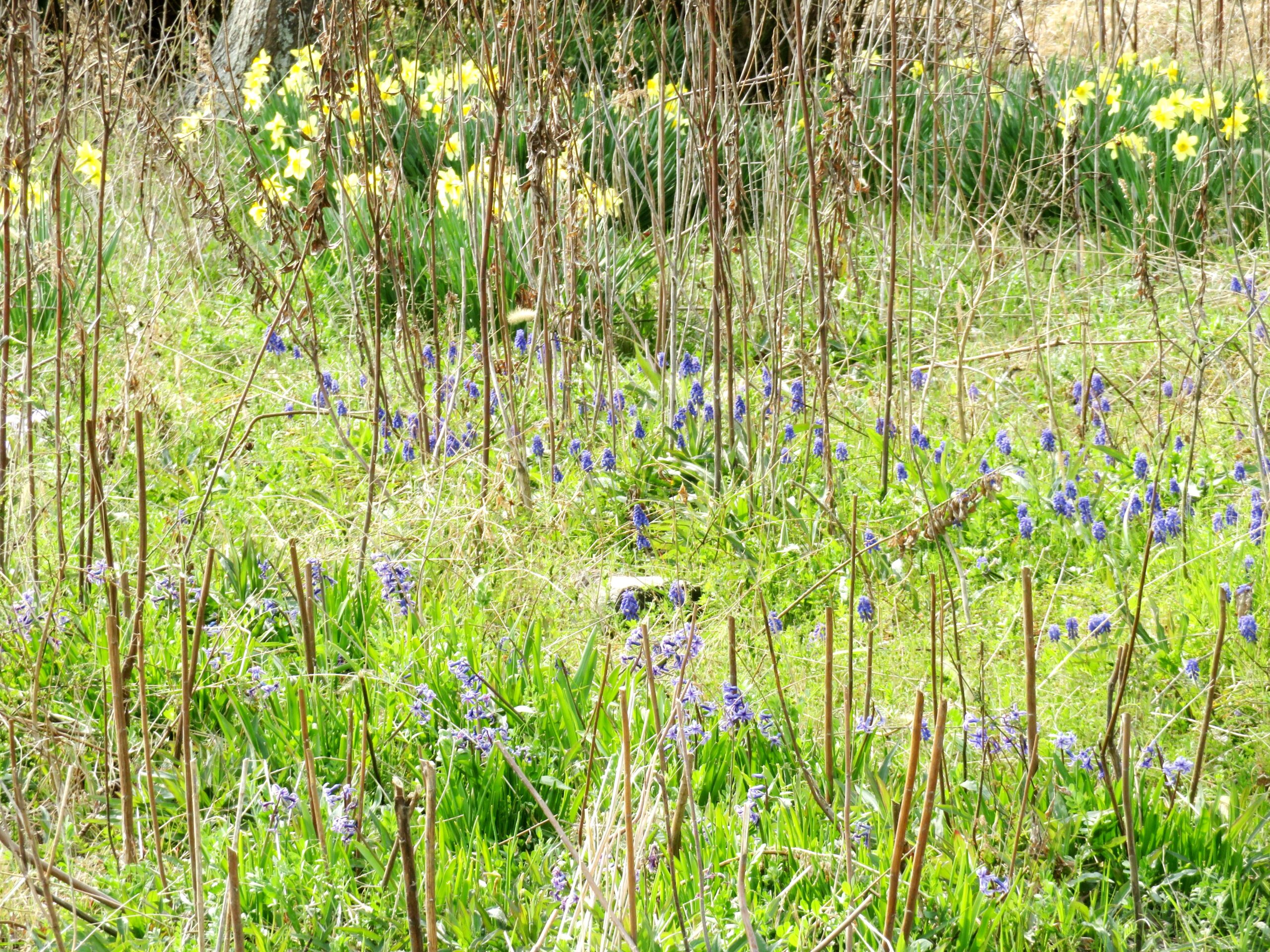 3月の終わりの田舎