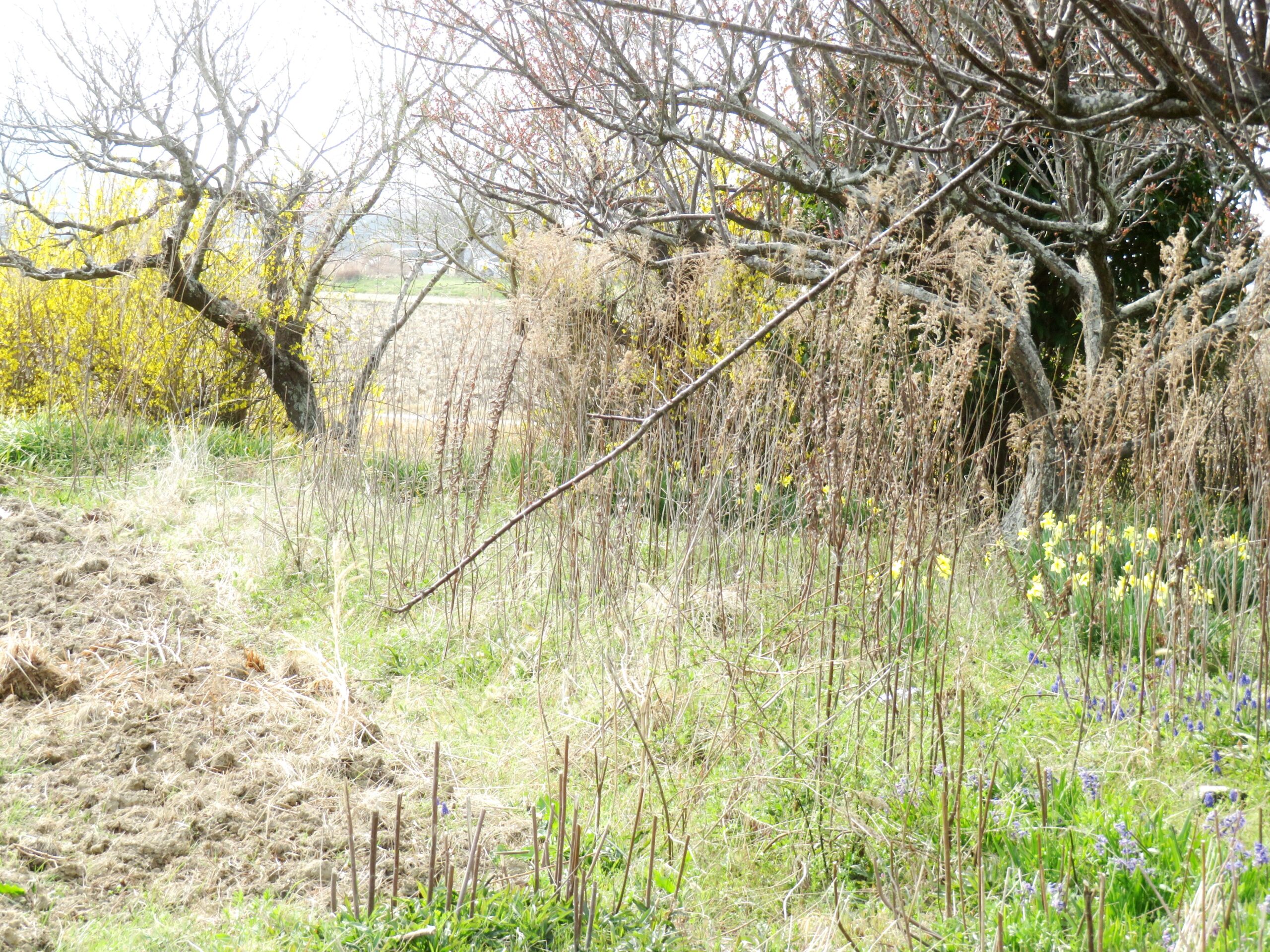 3月の終わりの田舎