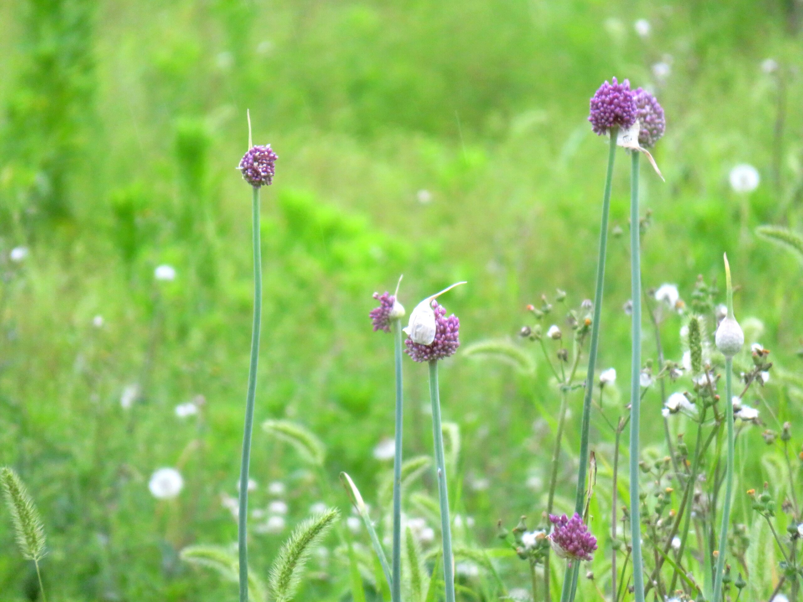 曇天の晩夏の草むら