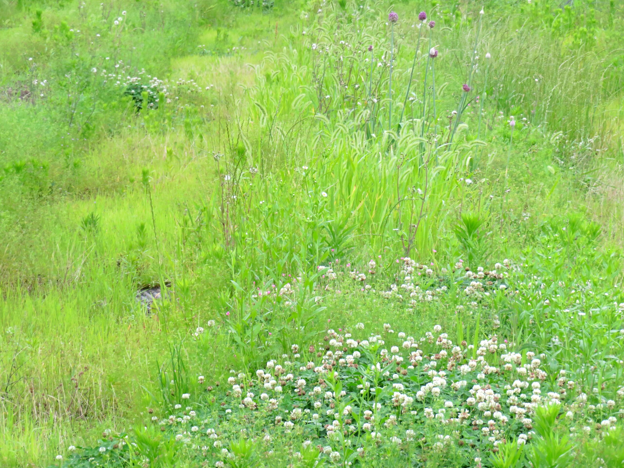 曇天の晩夏の草むら