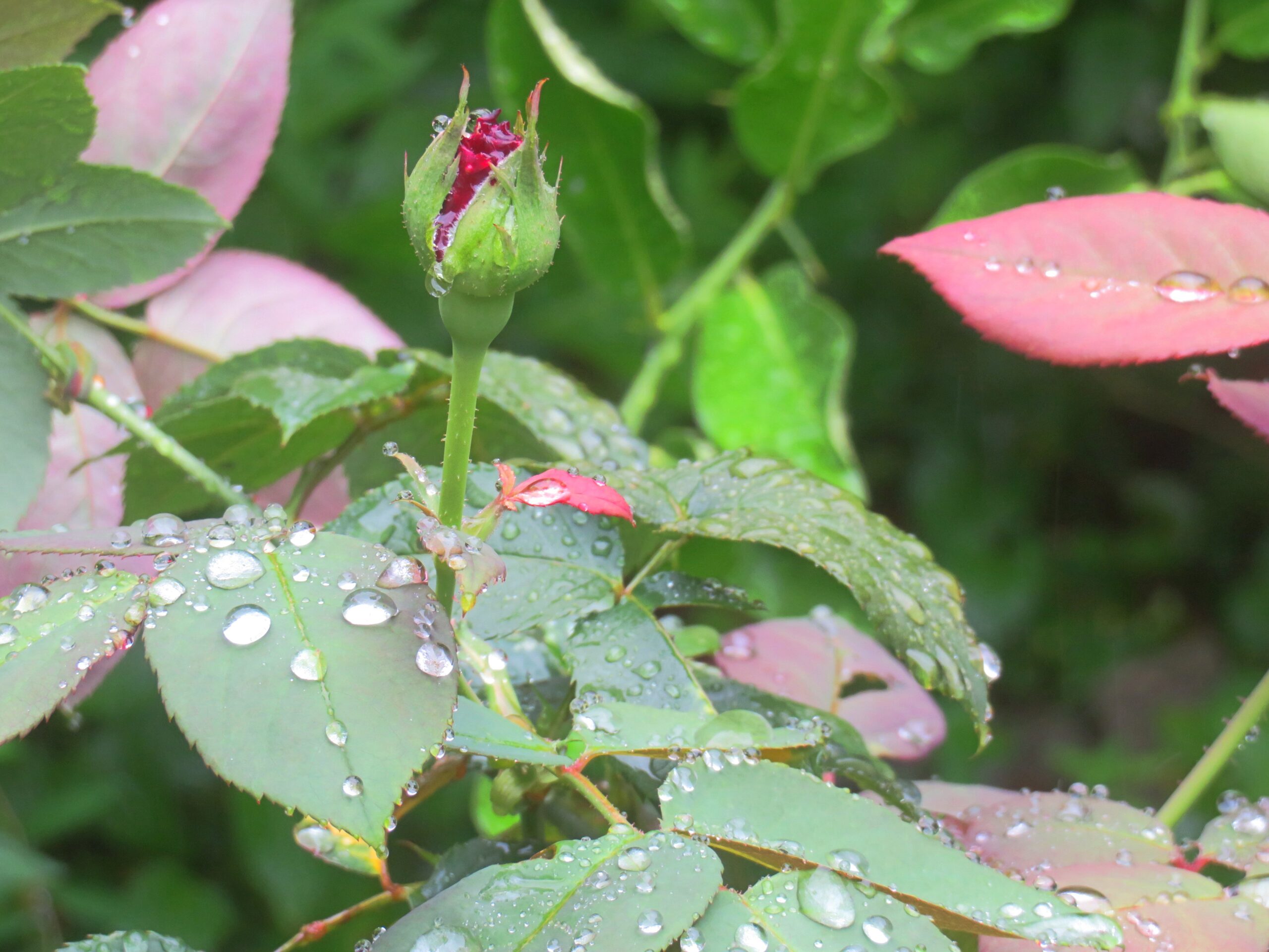 雨の雫とバラ