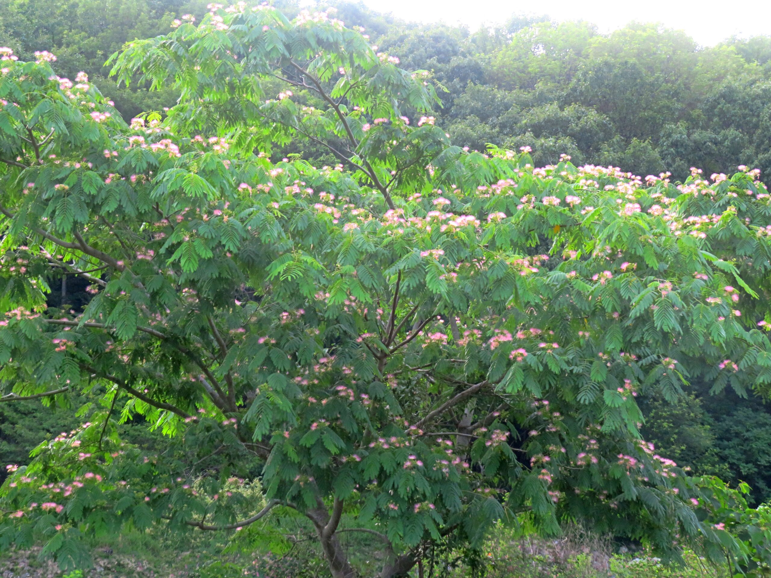 満開のねむの木の大木