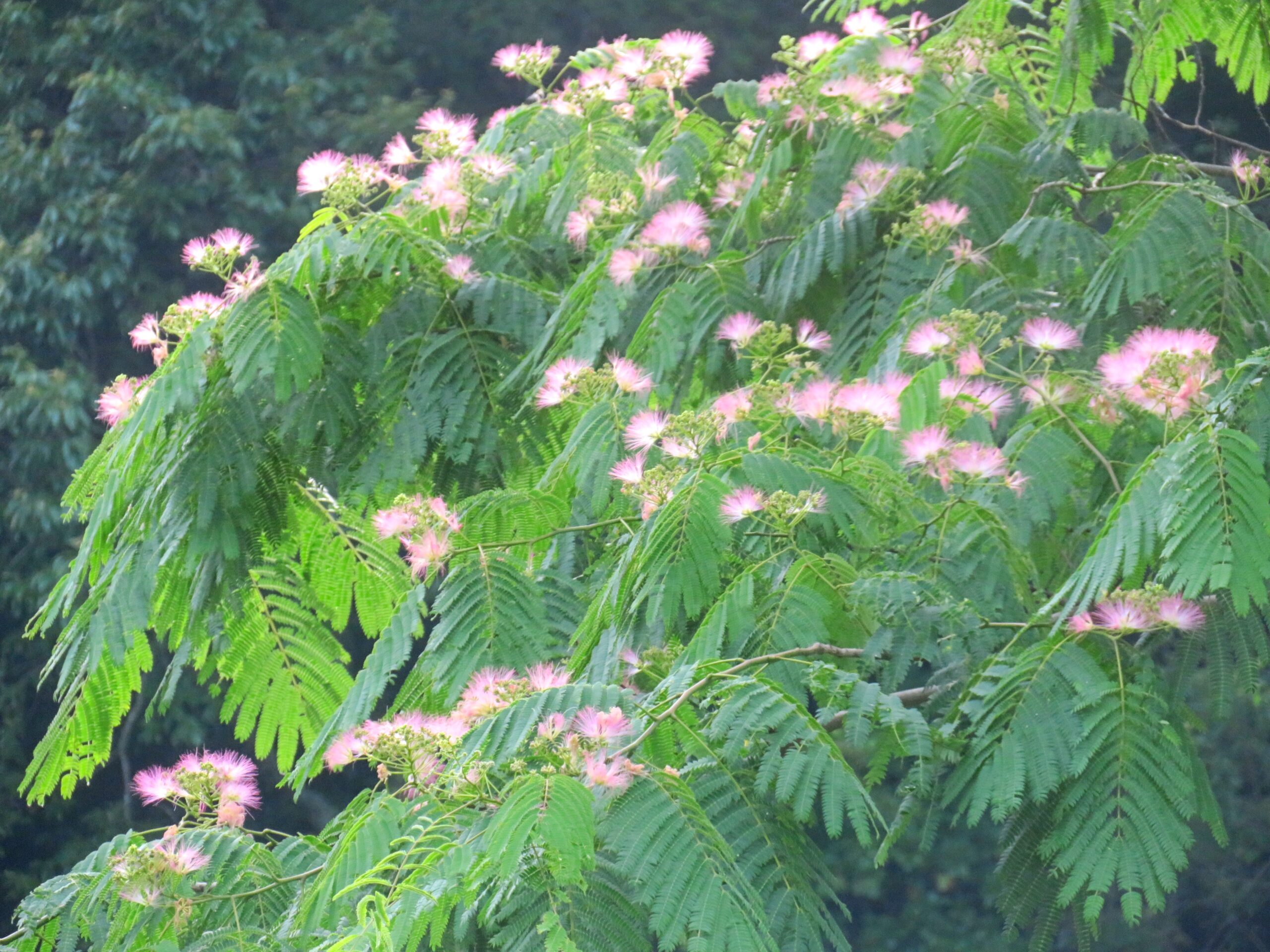 満開のねむの木の花