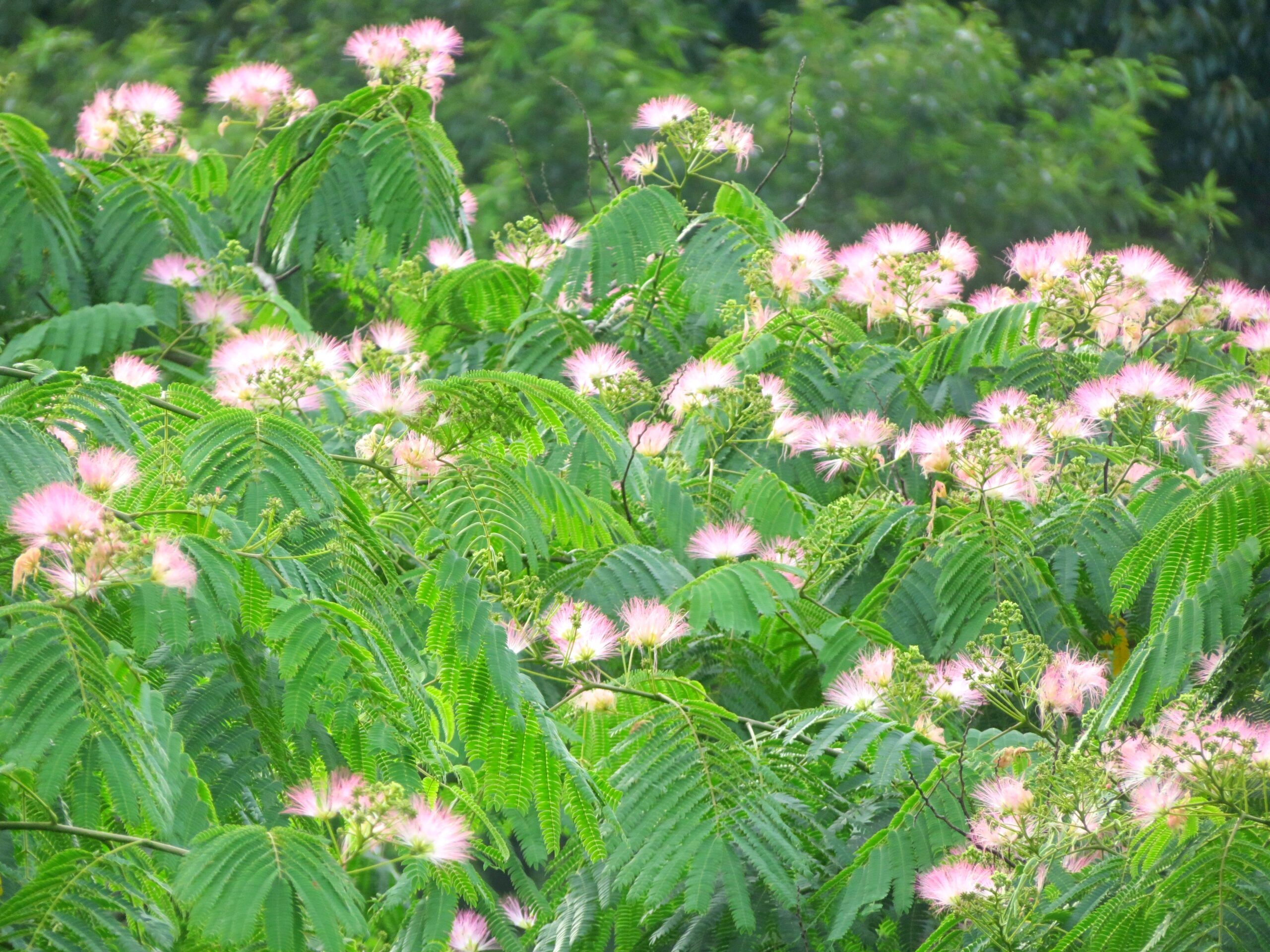 満開のねむの木の花
