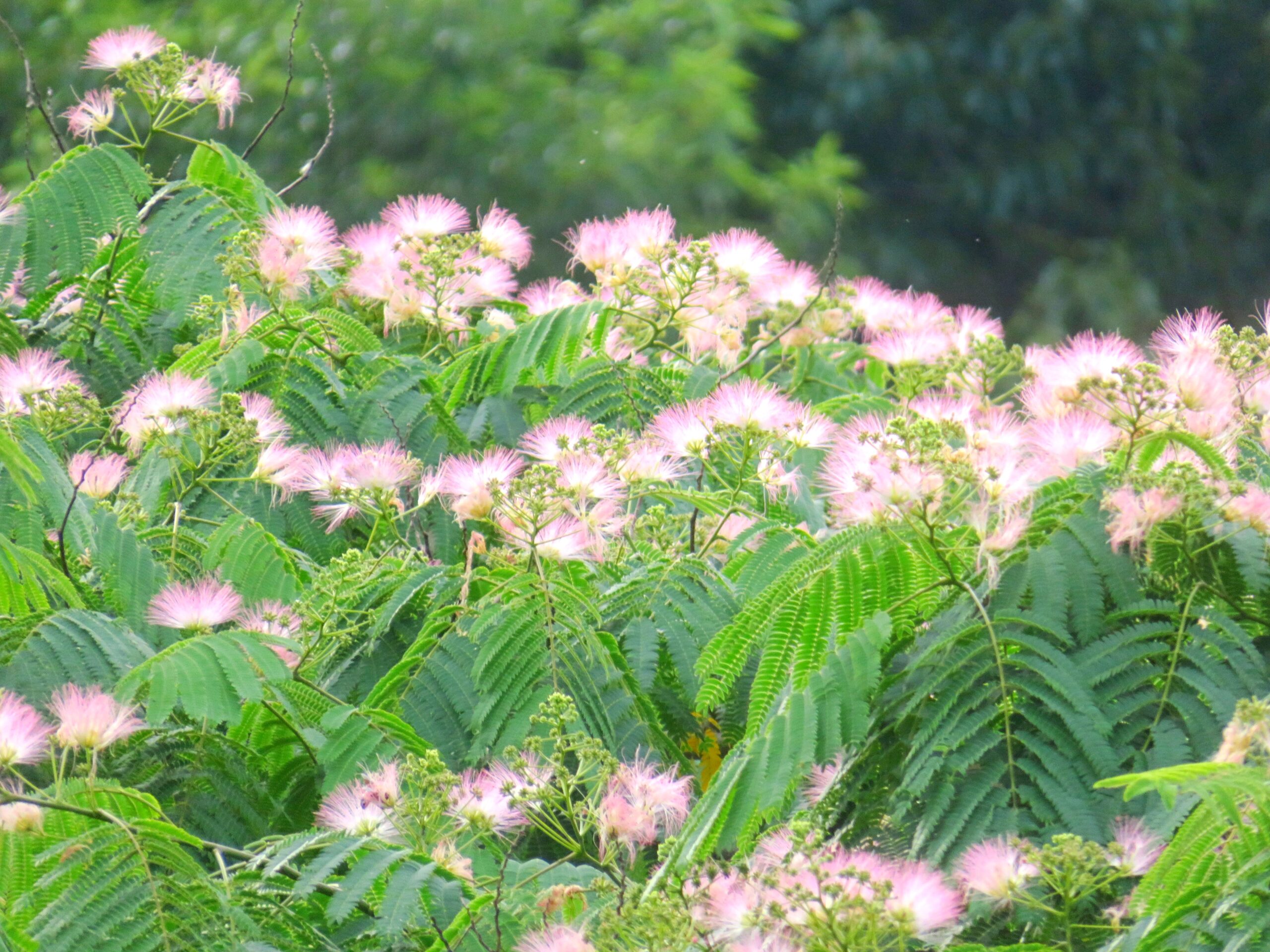 満開のねむの木の花