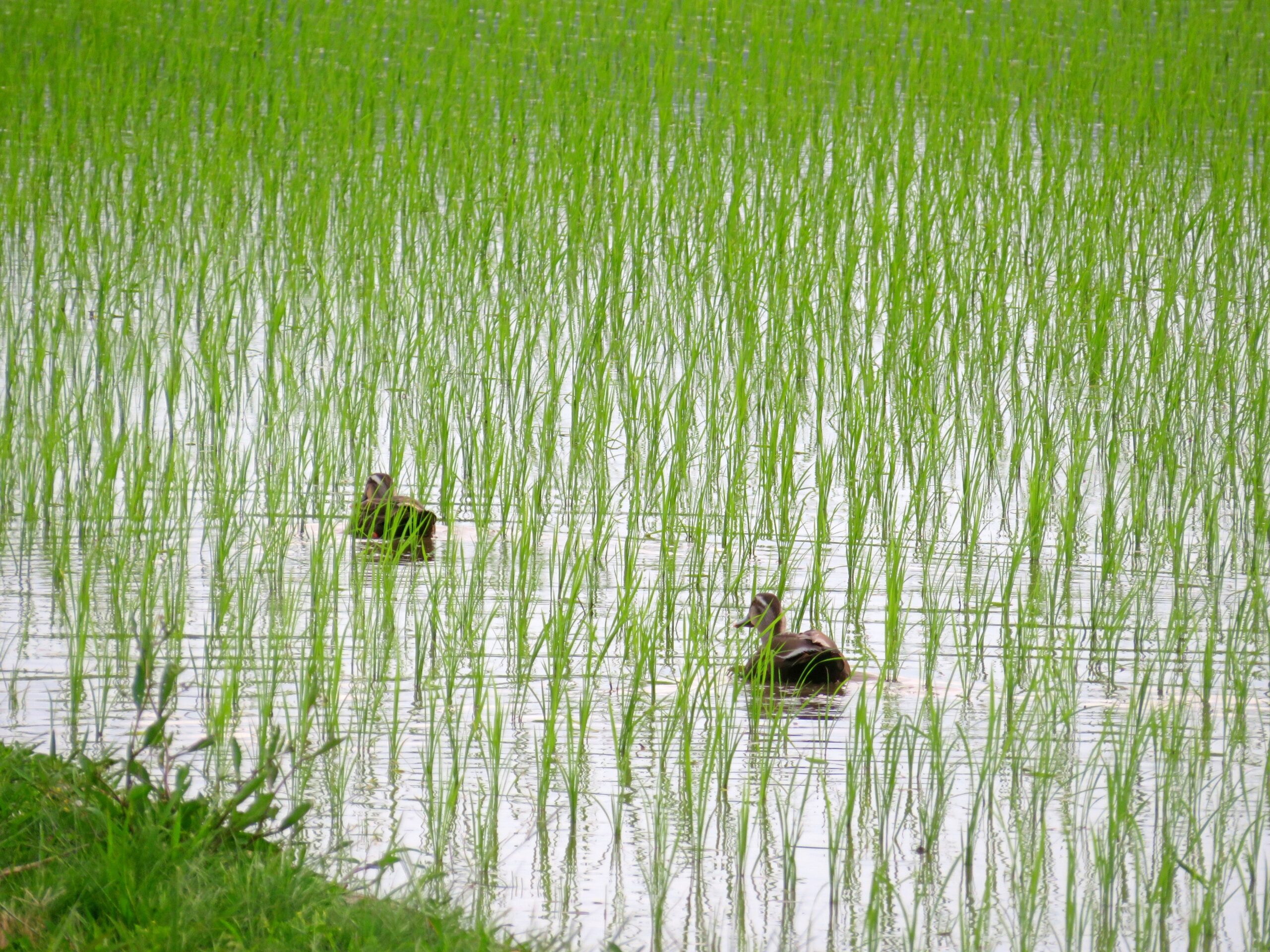 7月の田んぼ