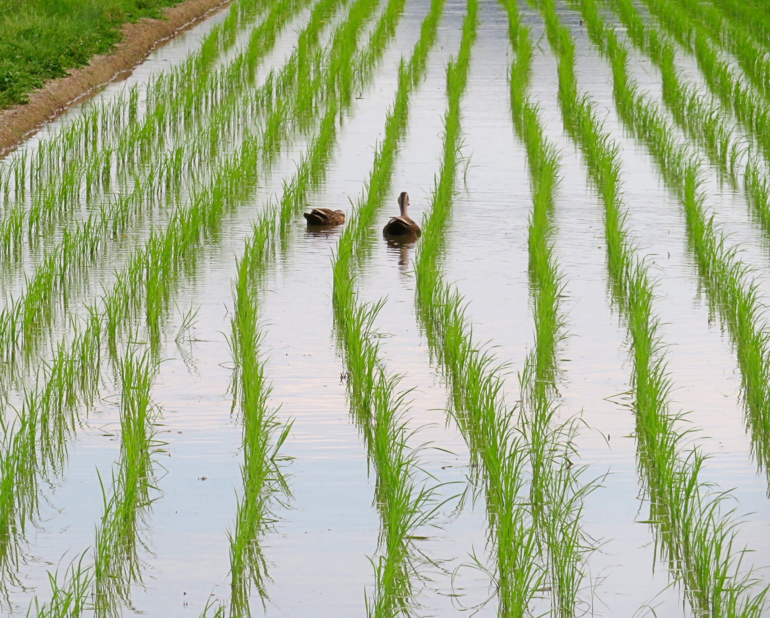 7月の田んぼ