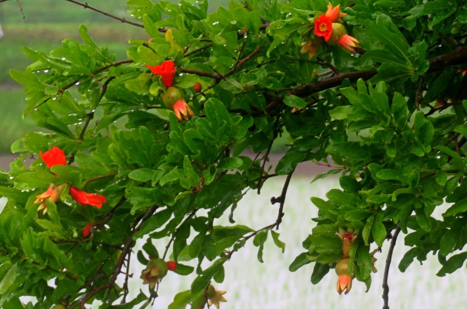 梅雨時のザクロの花