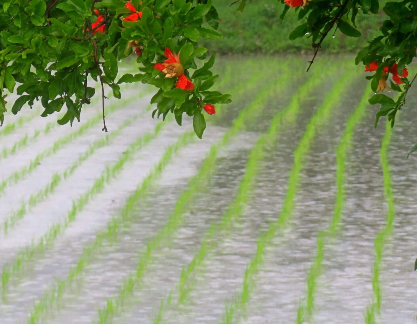 梅雨時のザクロの花