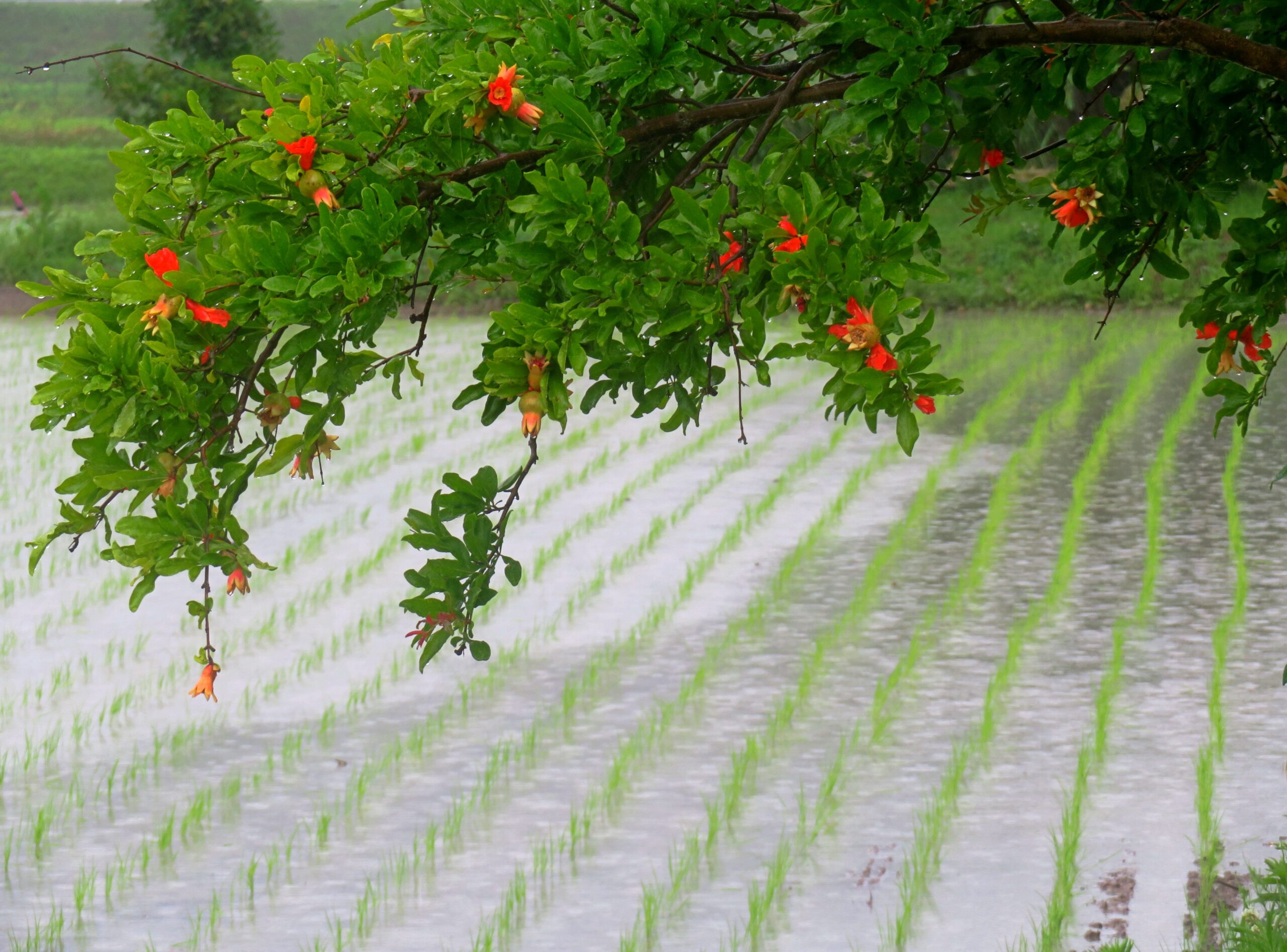 梅雨時のザクロの花