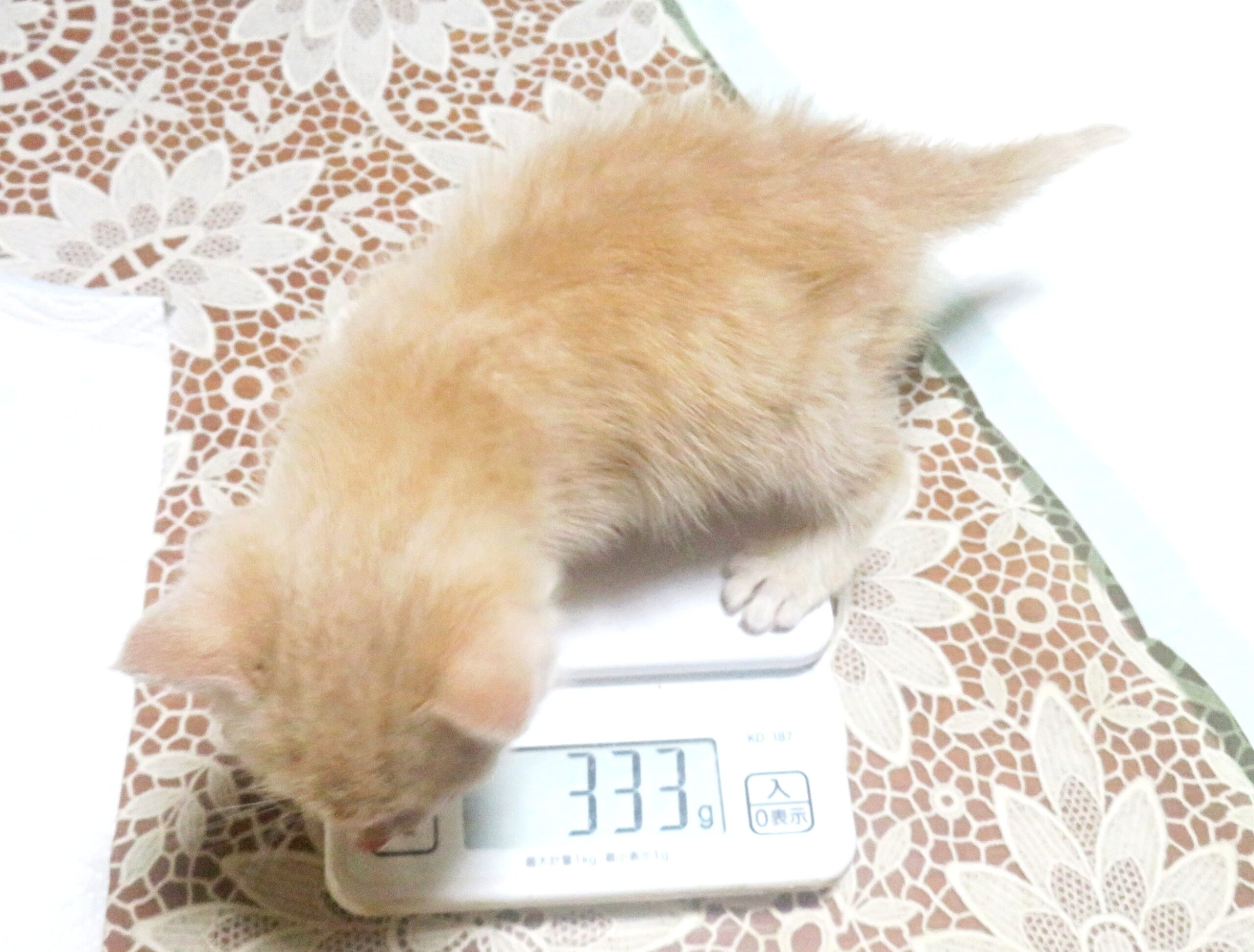 こねこ、そら