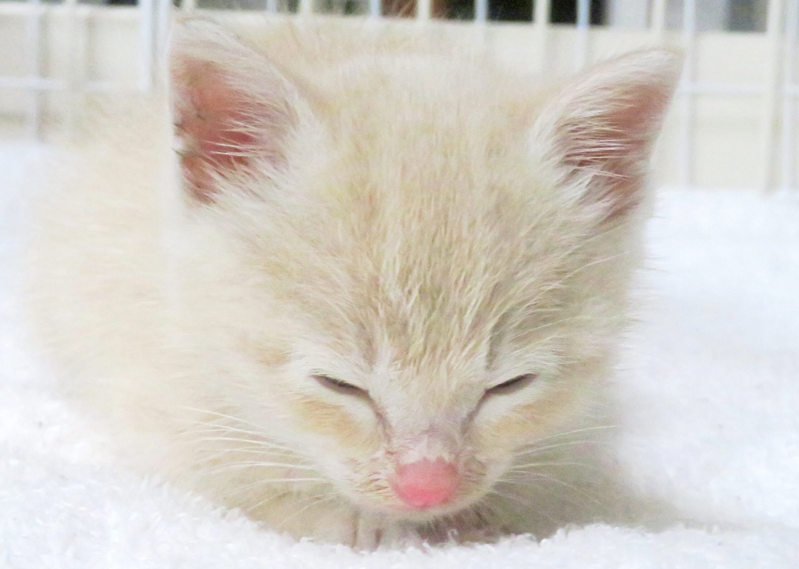 こねこ、そら、ベッド